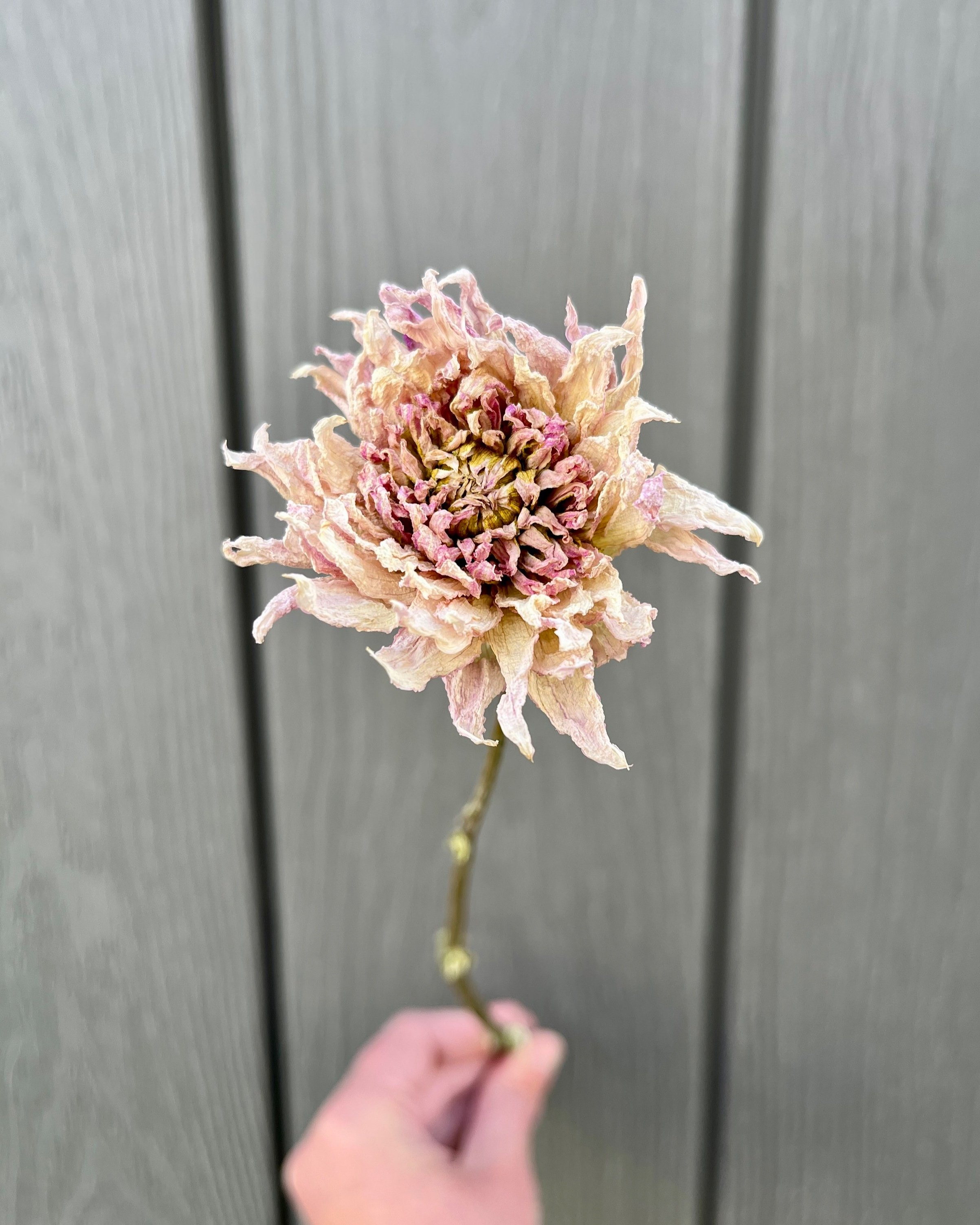 Pink Purple Dried Dahlia Flower