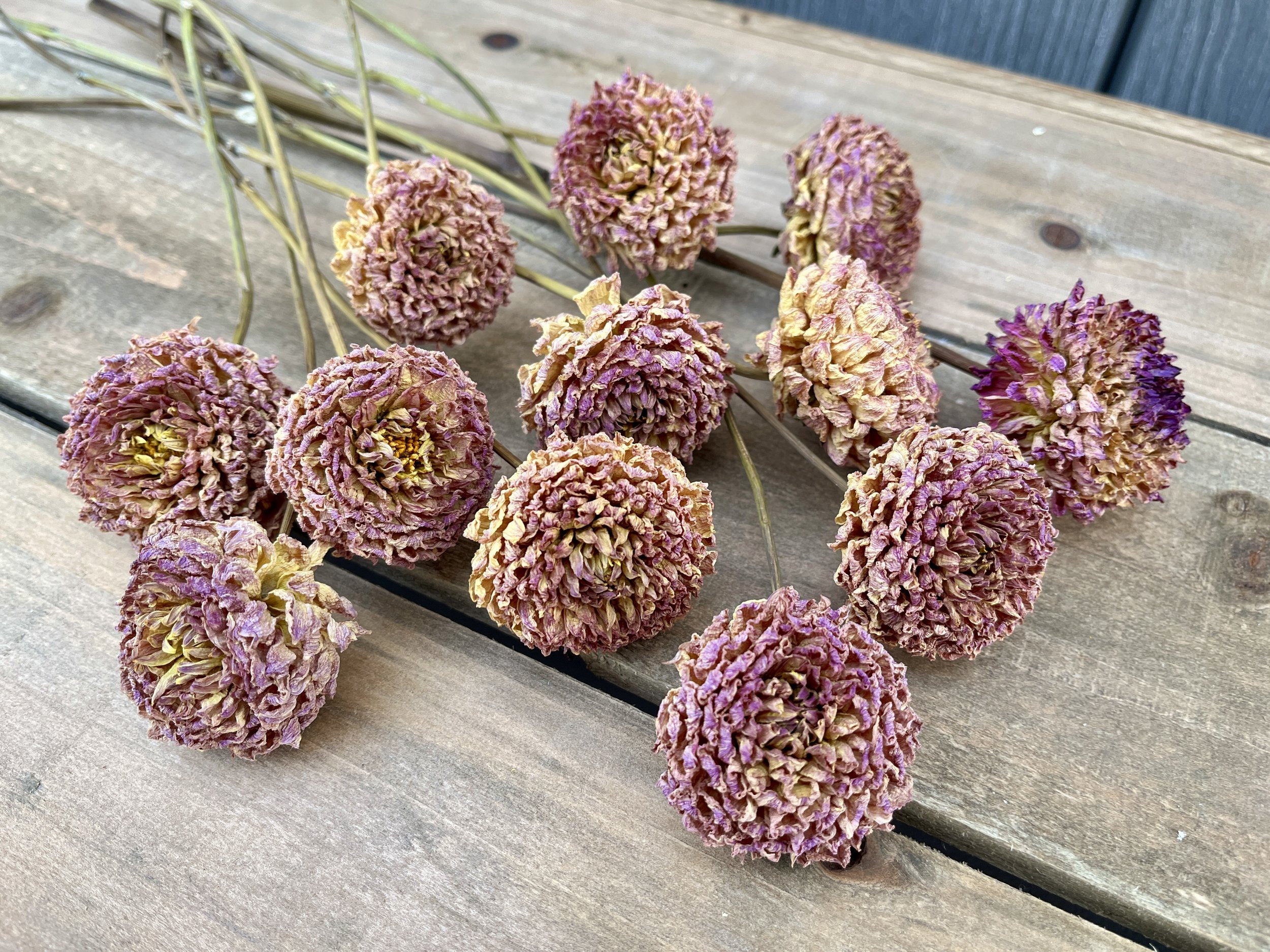 Beige Purple Mauve Dried Dahlia Flowers