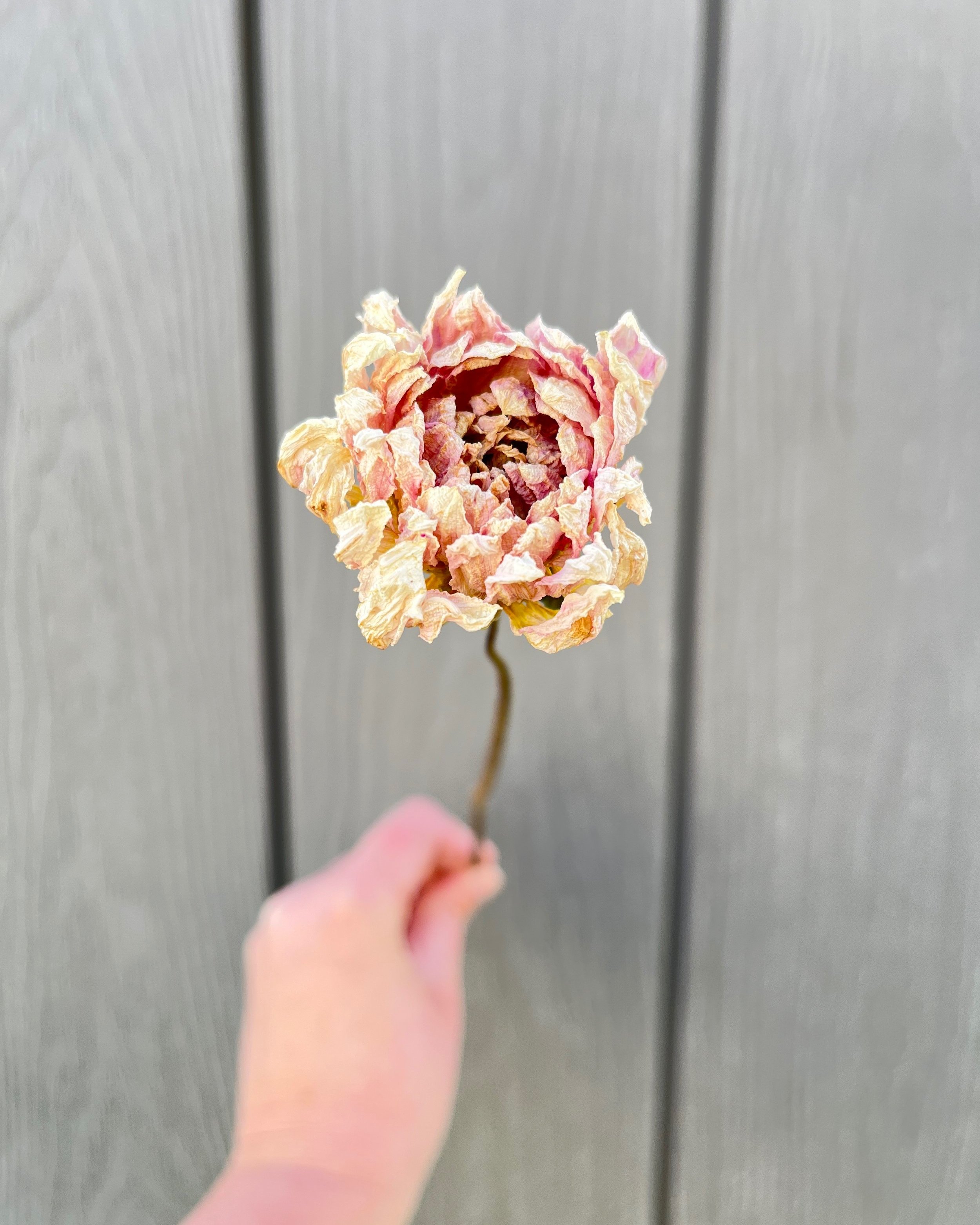 Cream Pink Dried Dahlia Flower
