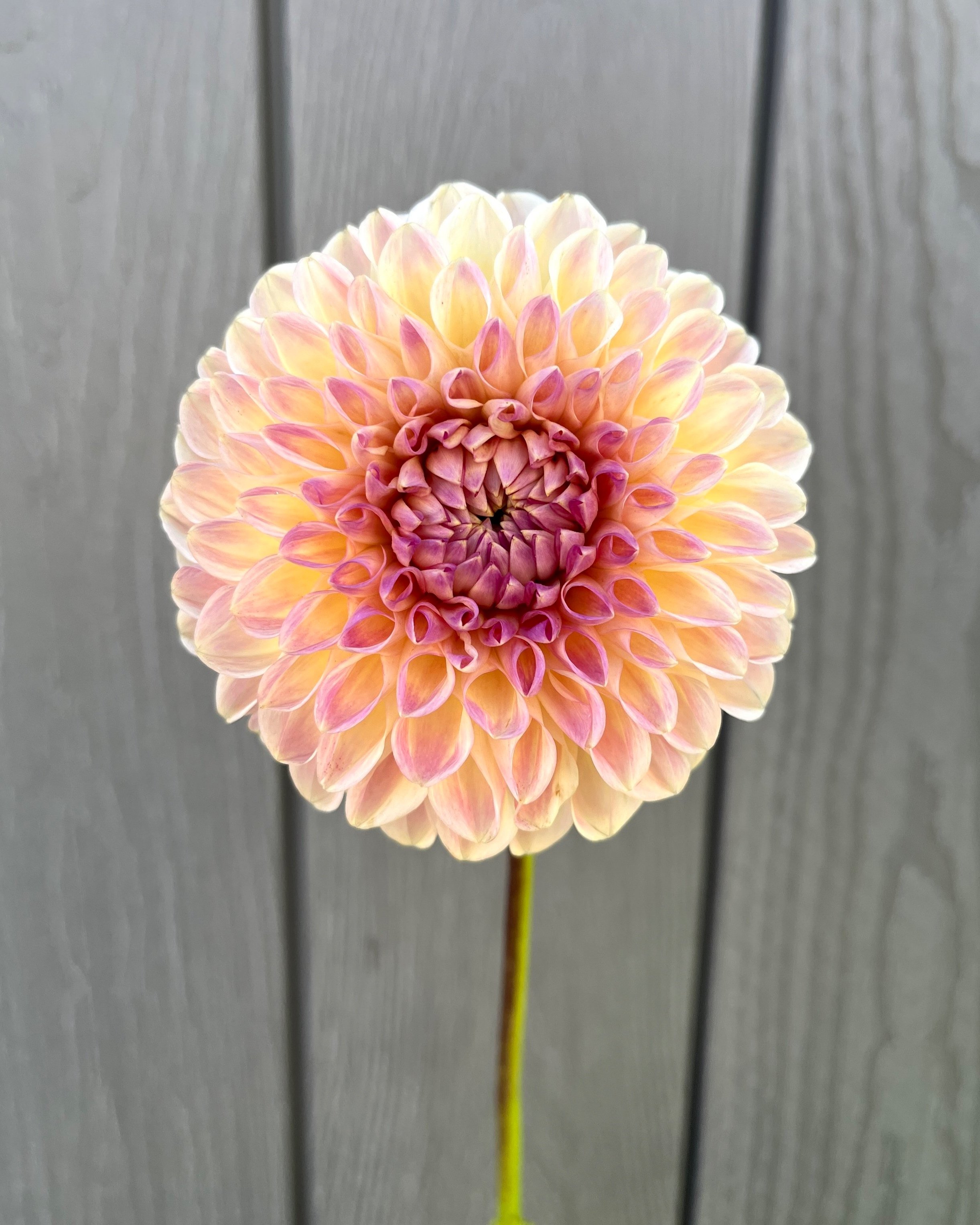 Clearview Peachy Dahlia Tuber: a Peach Pink Ball Dahlia