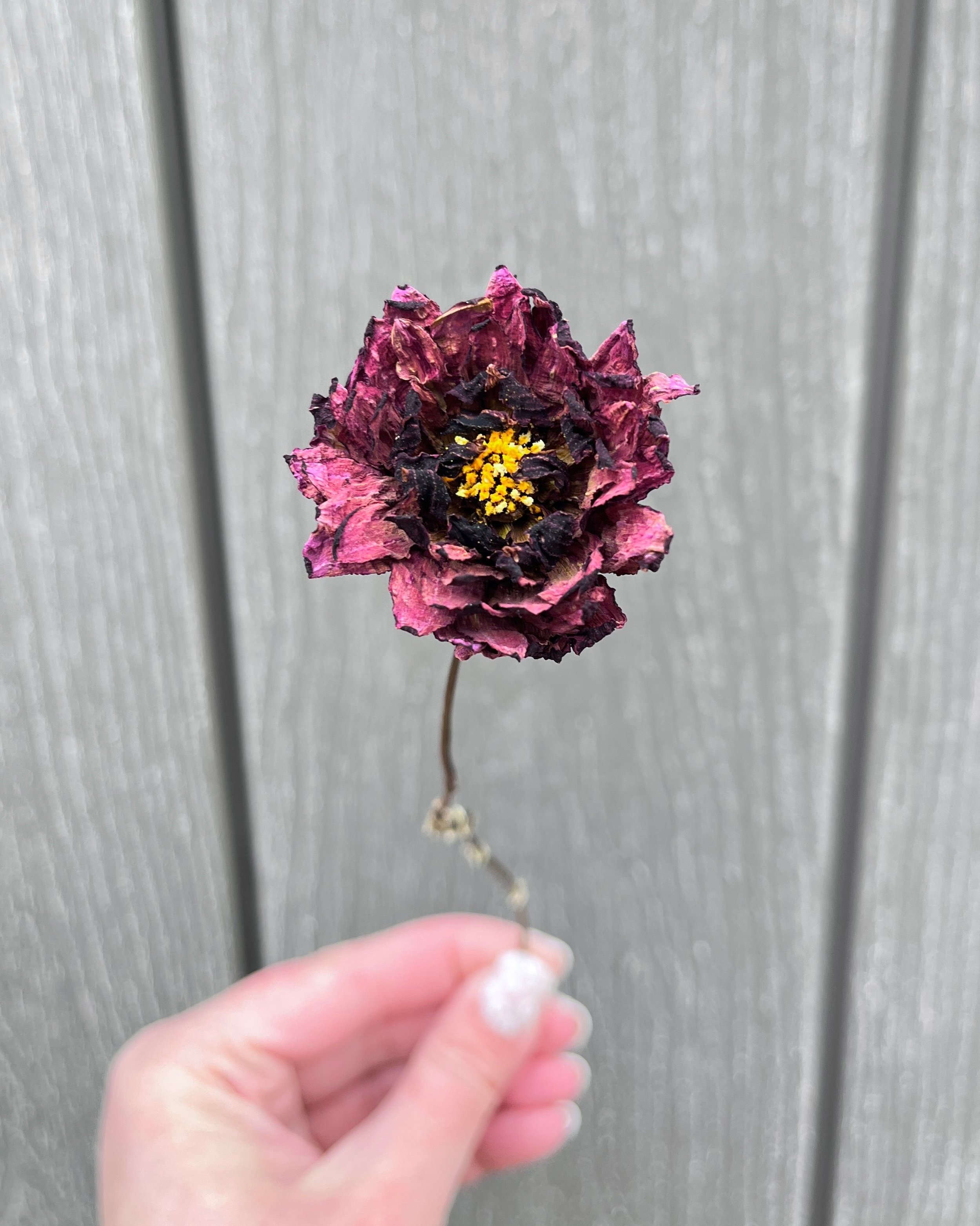 Burgundy, Deep Purple Dried Dahlia Flower