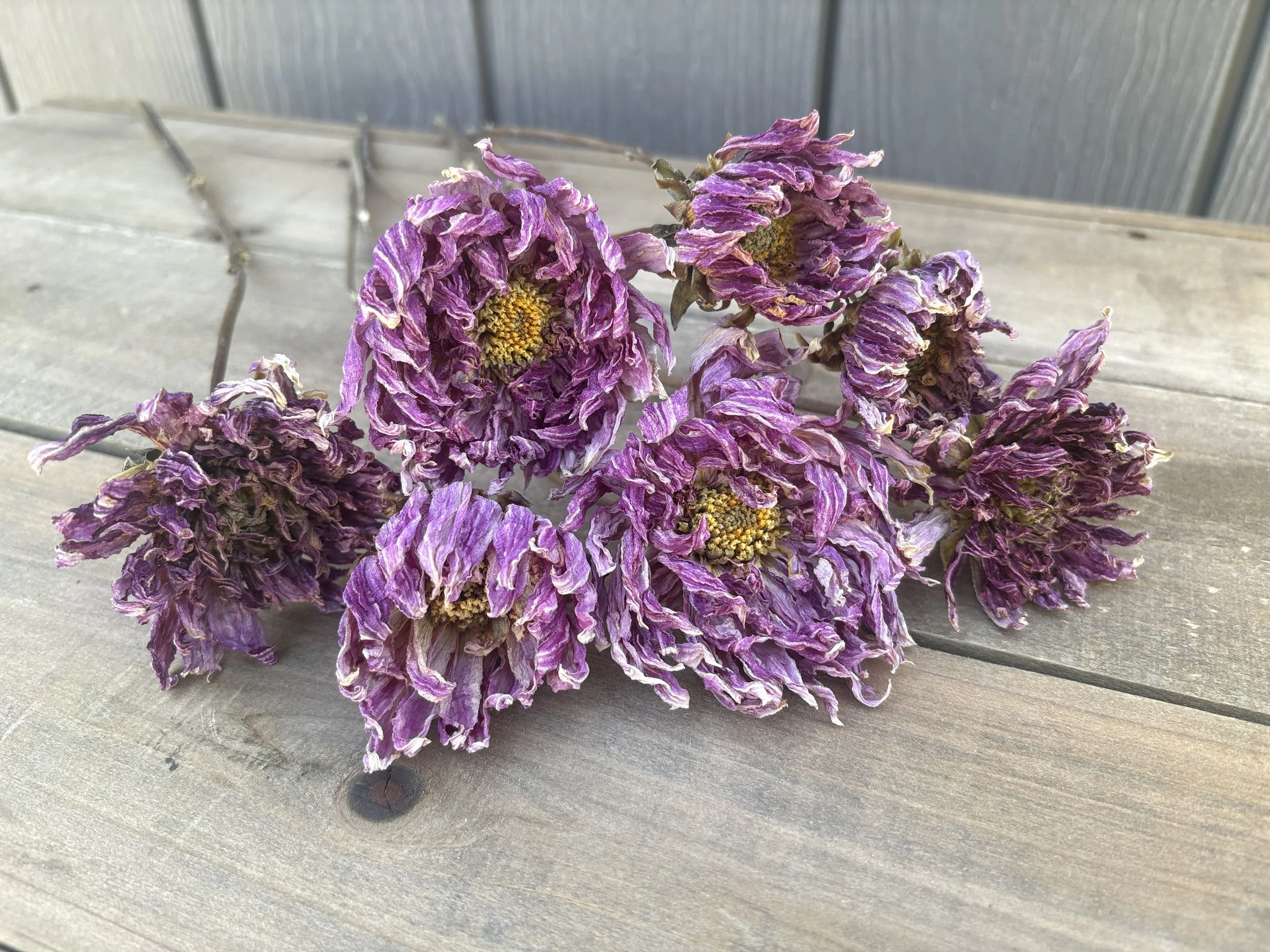 Purple Dried Dahlia Flowers