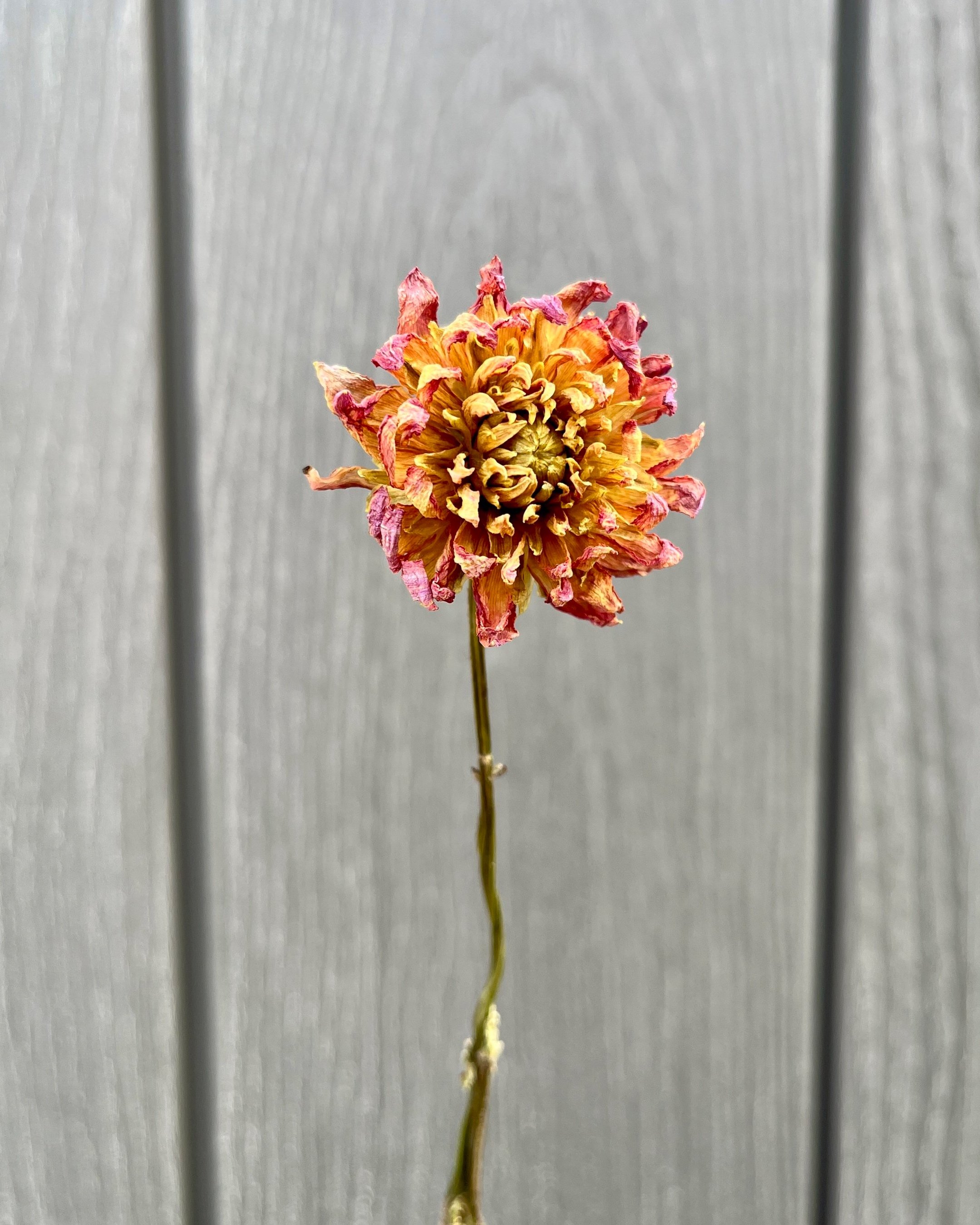 Pink Purple Dried Dahlia Flower