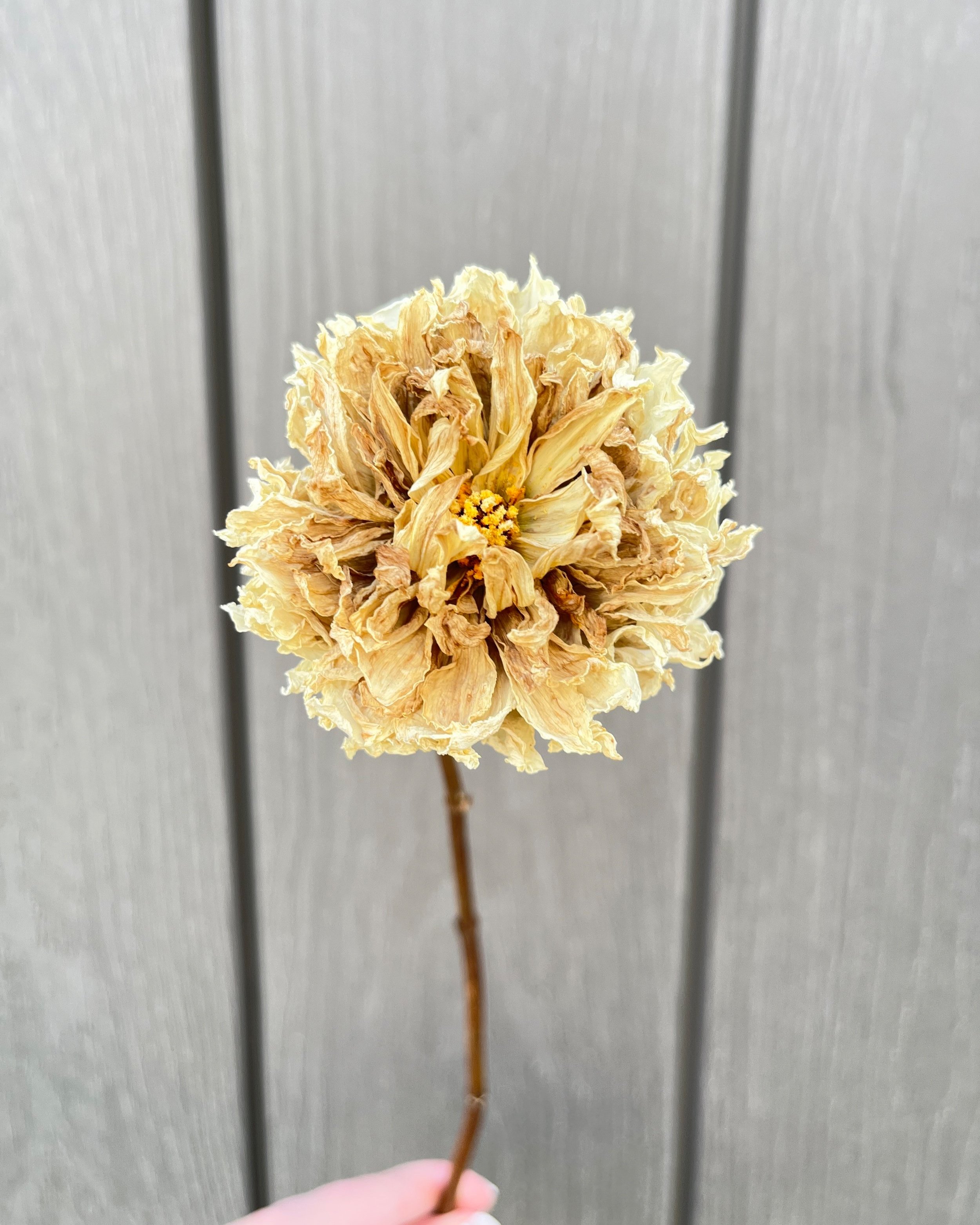 Cream Dried Dahlia Flower
