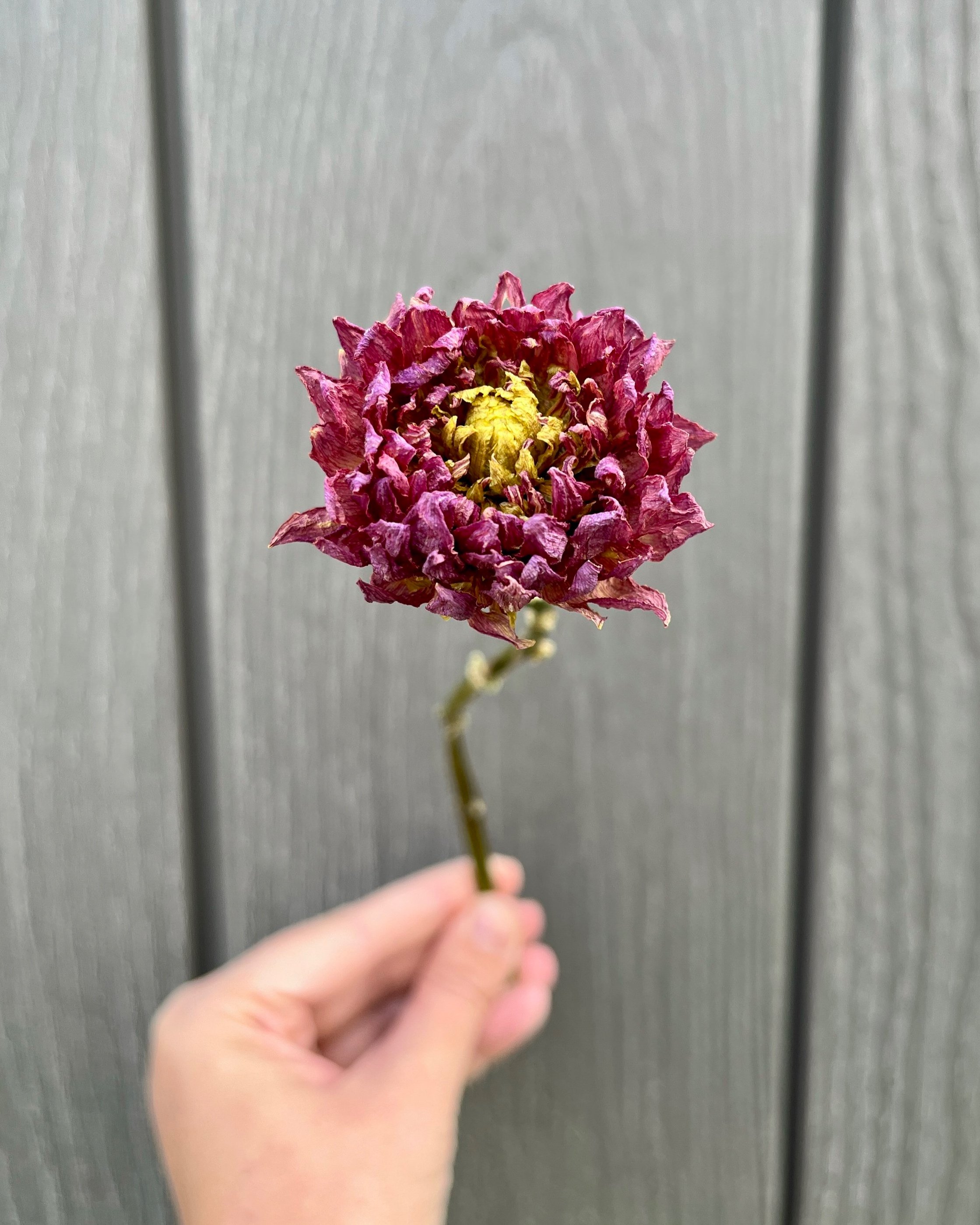 Pink Purple Dried Dahlia Flower