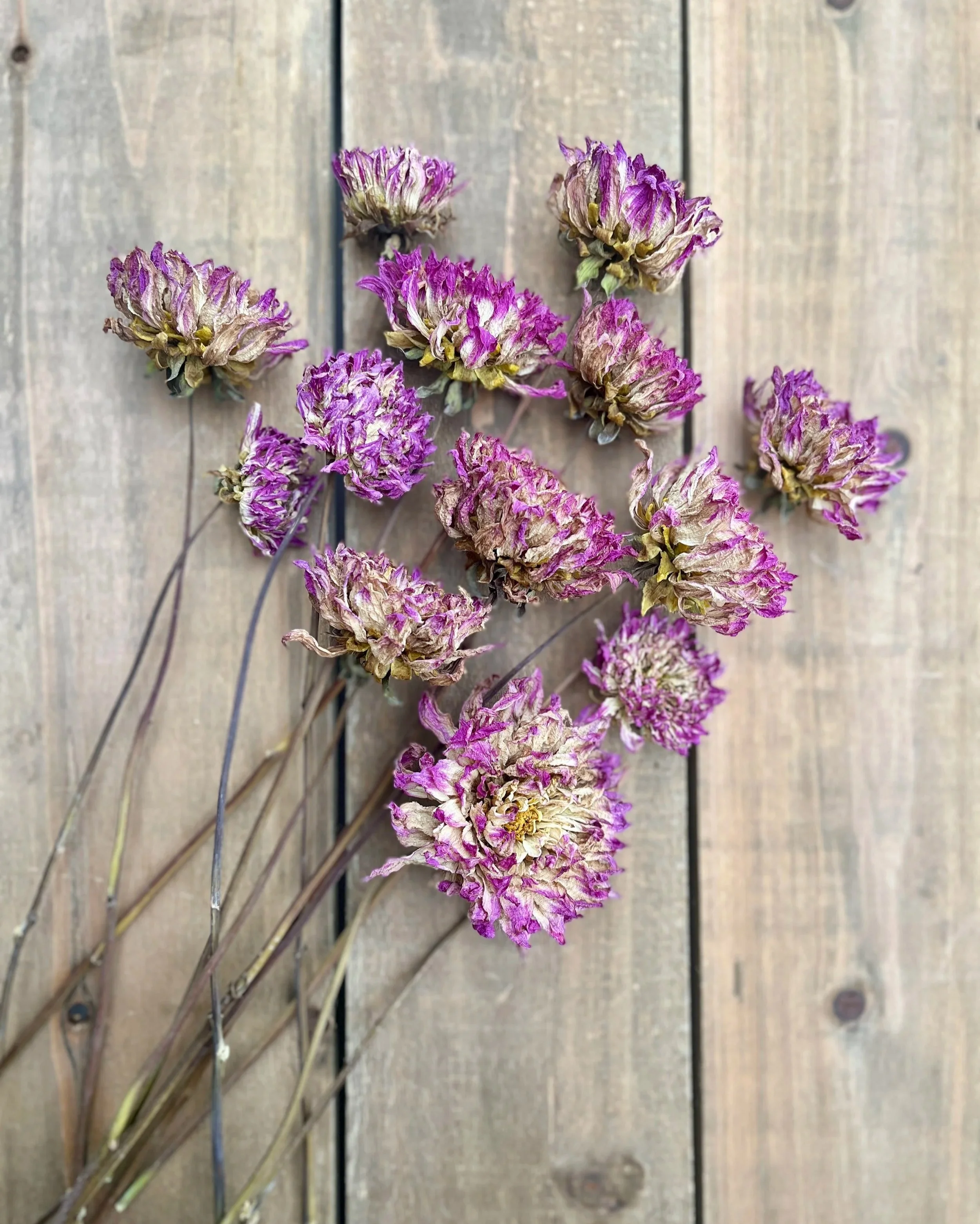 Purple Dried Dahlia Flowers