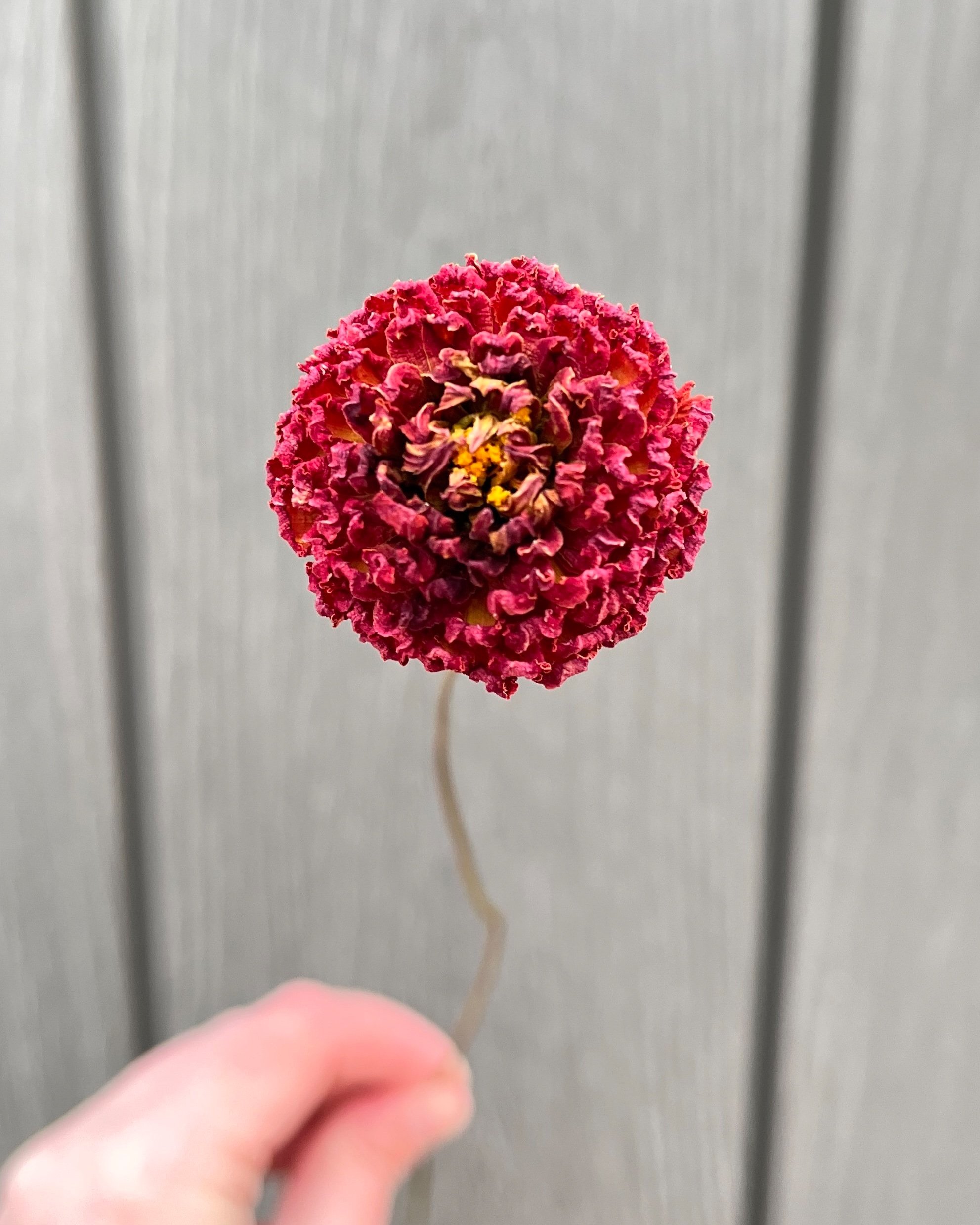 Red Dried Dahlia Flower