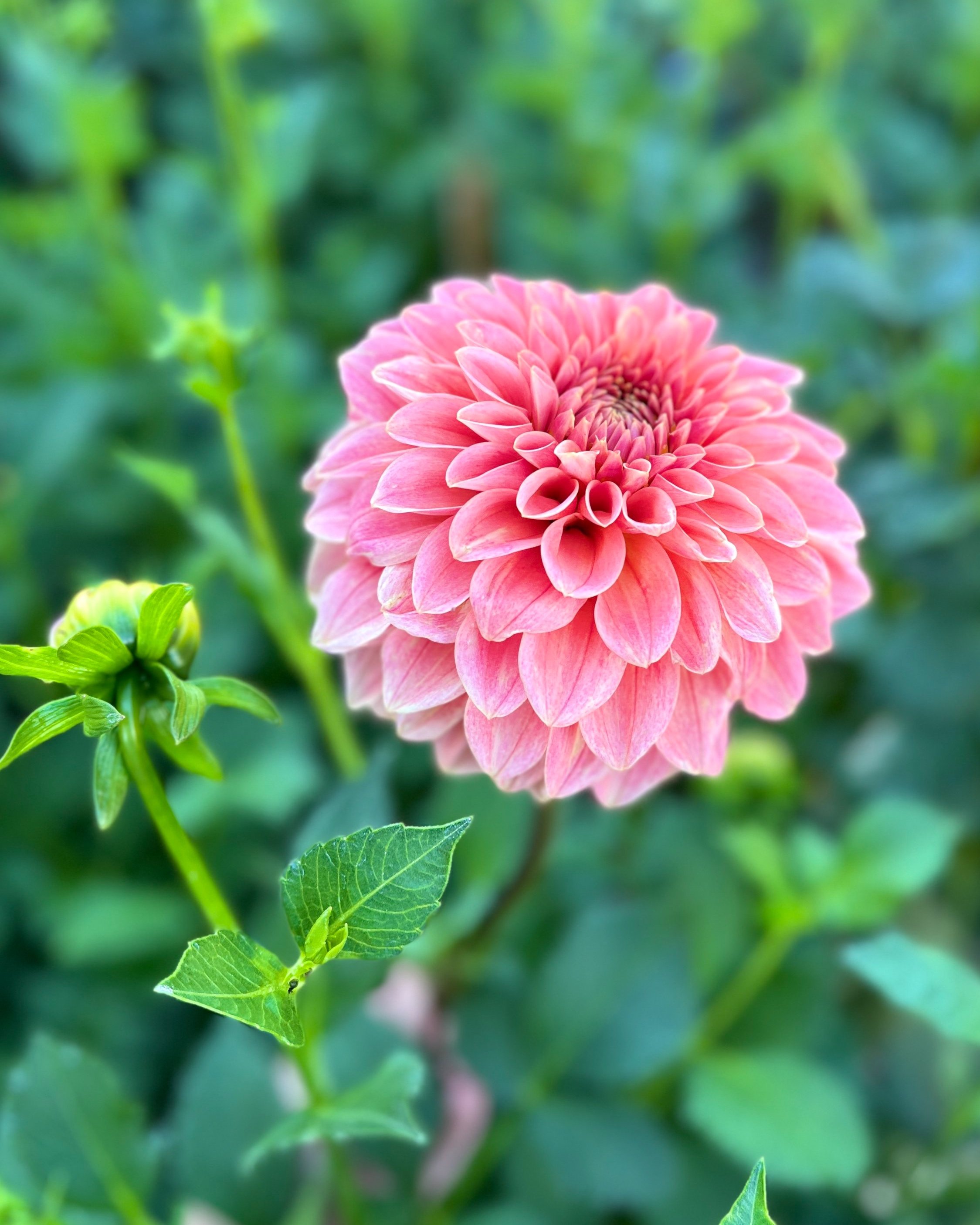 KA's Guava: Coral Pink Peach Dahlia Flower