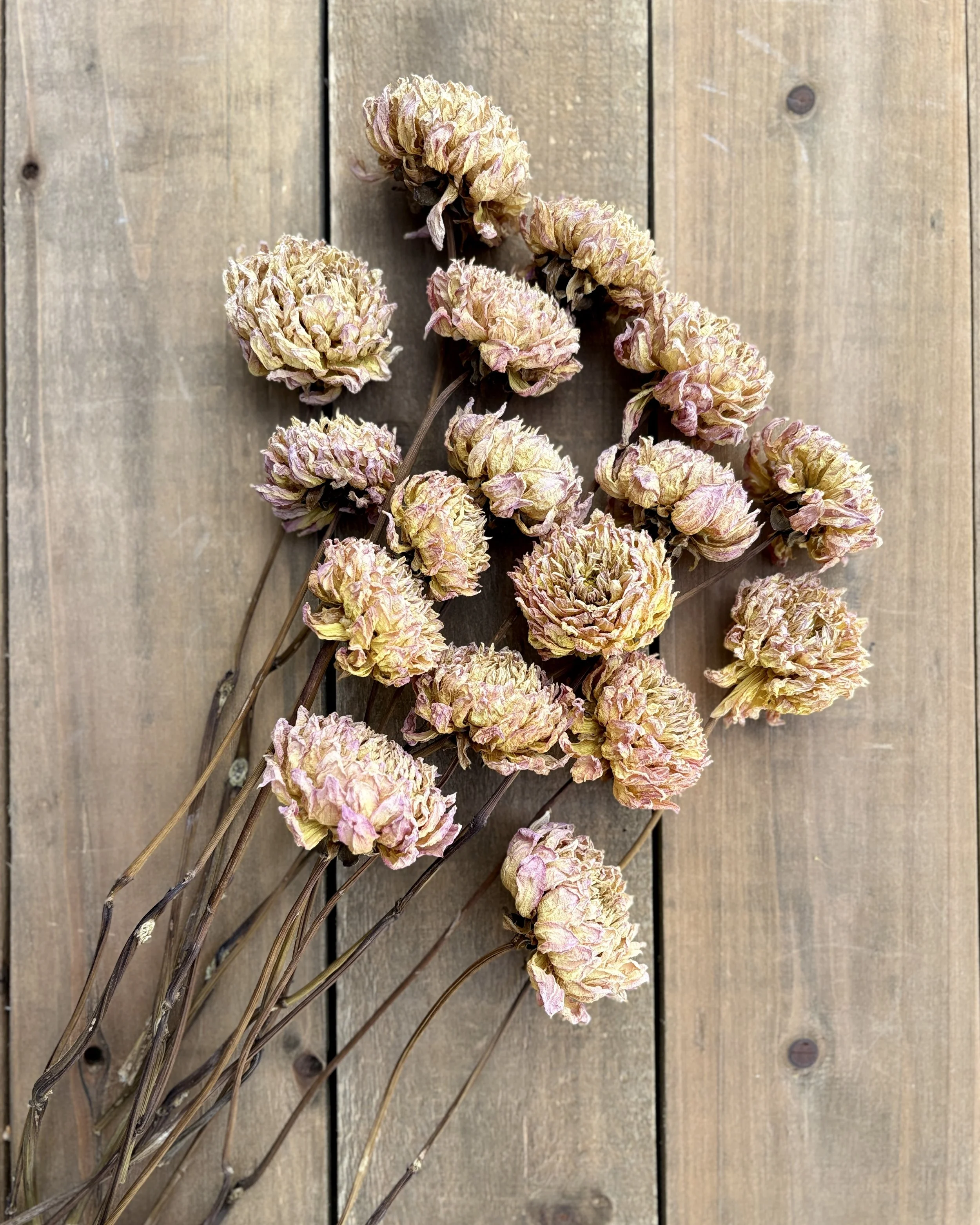 Dried Dahlia Flowers in Beige, Taupe, Caramel
