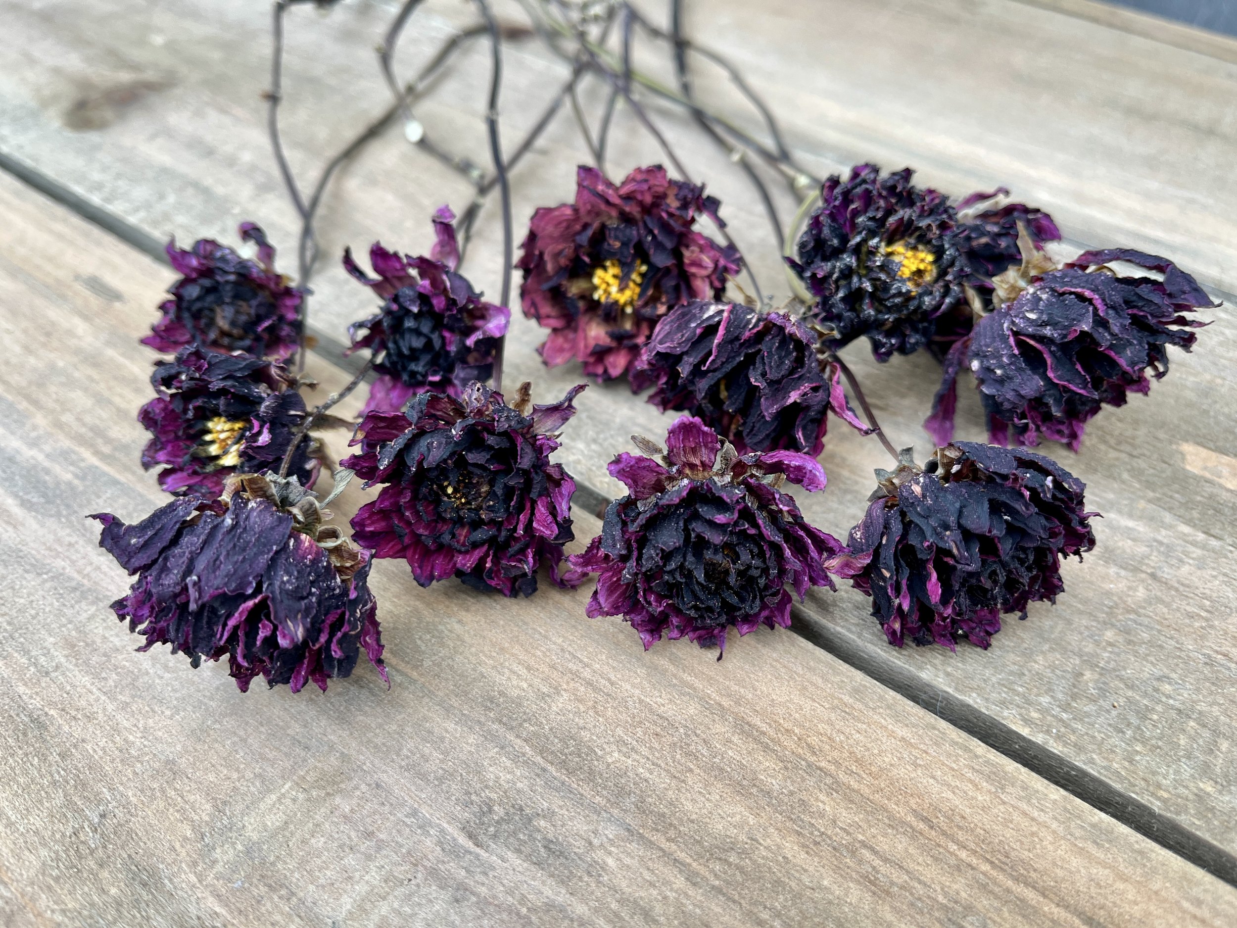 Burgundy, Deep Purple Dried Dahlia Flowers