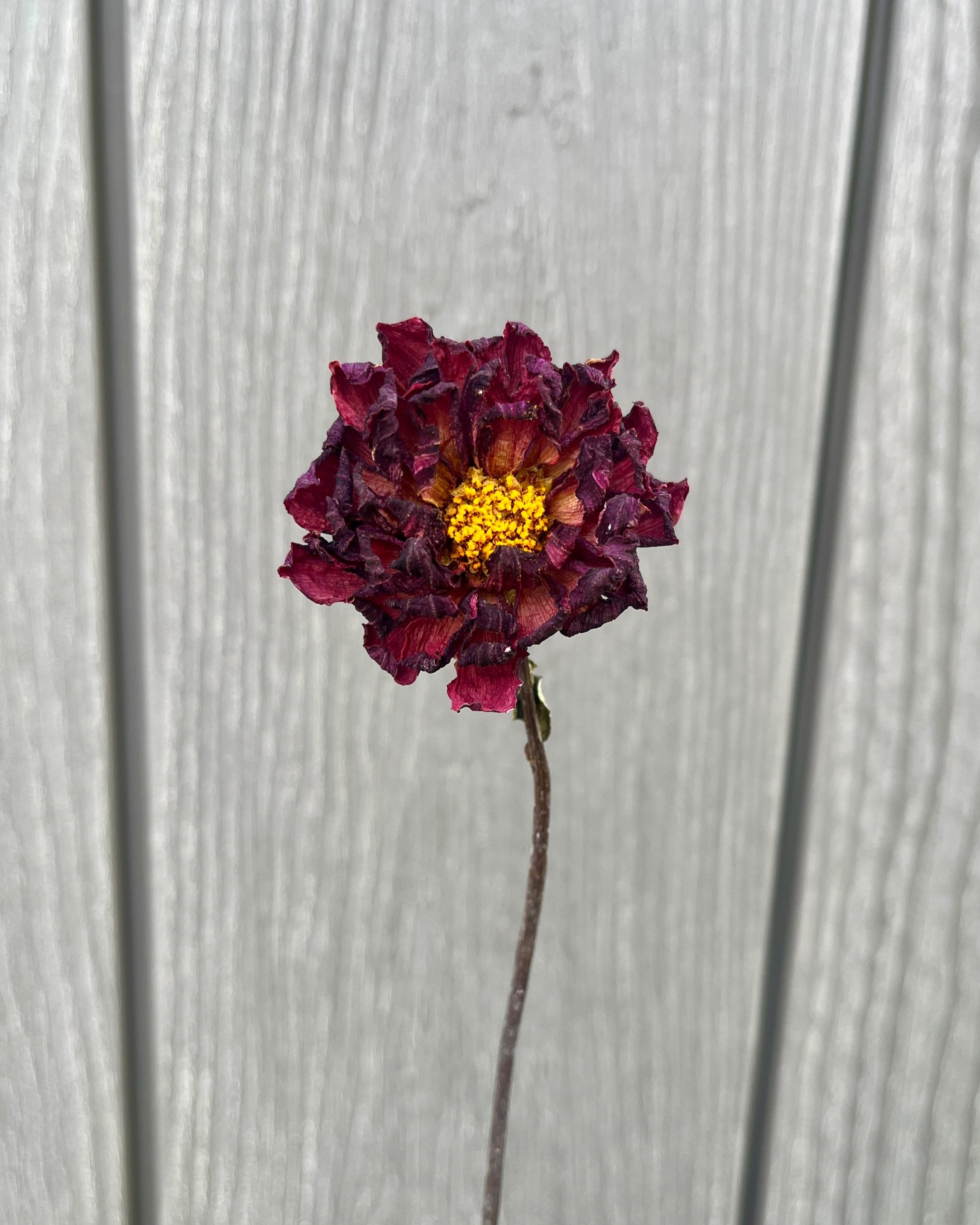 Dark Red Purple Dried Dahlia Flower
