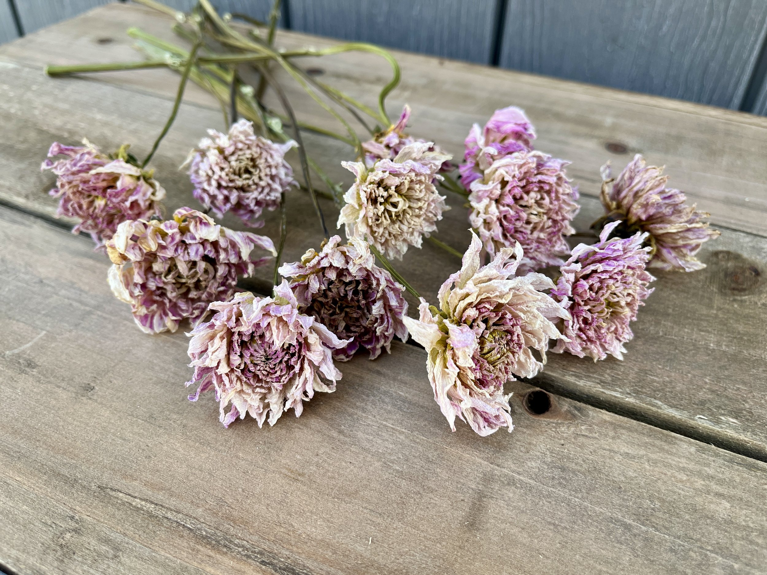 Pink Purple Dried Dahlia Flowers