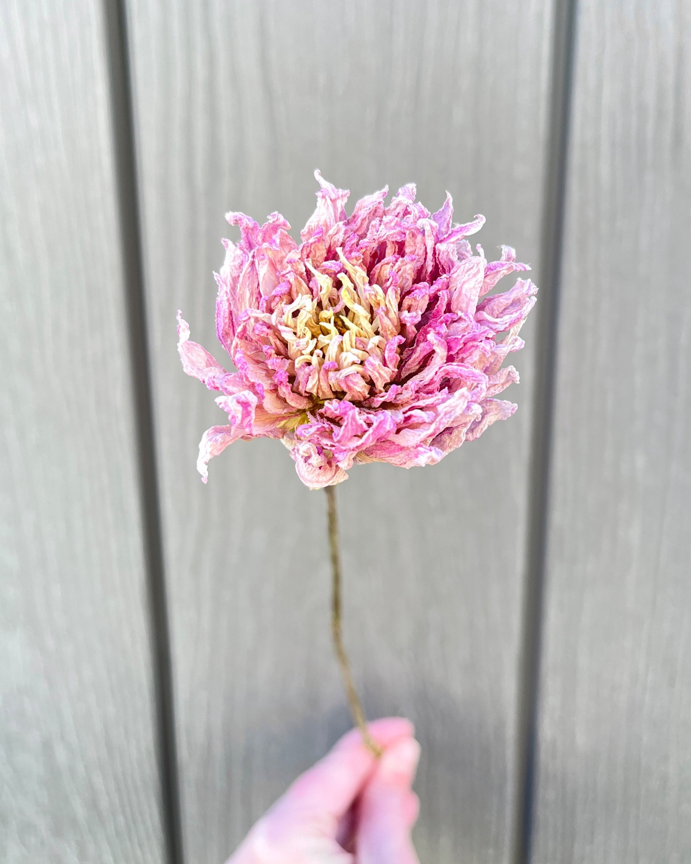 Lavender Pink Purple Dried Dahlia Flower