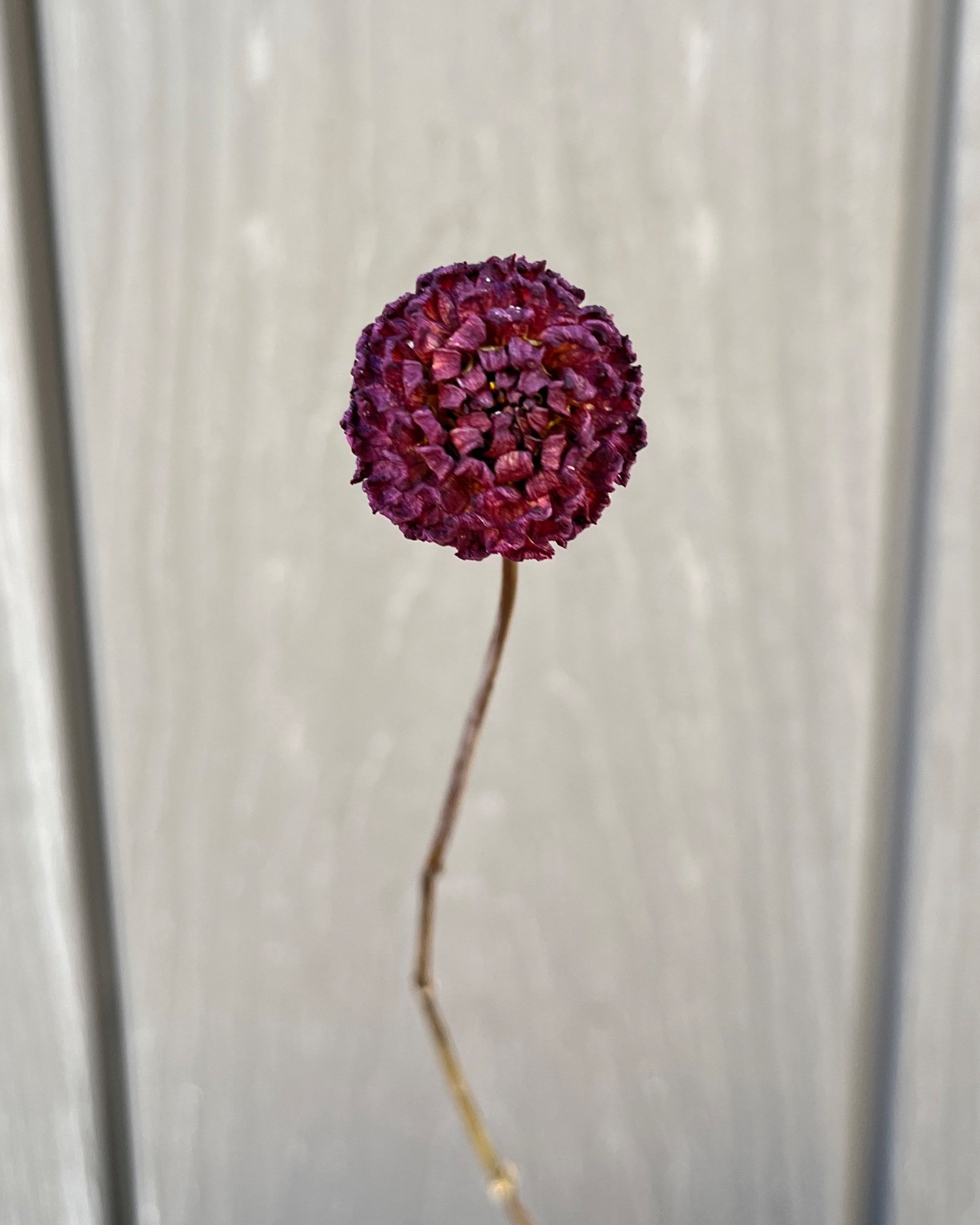 Dark Purple Burgundy Dried Dahlia Flower