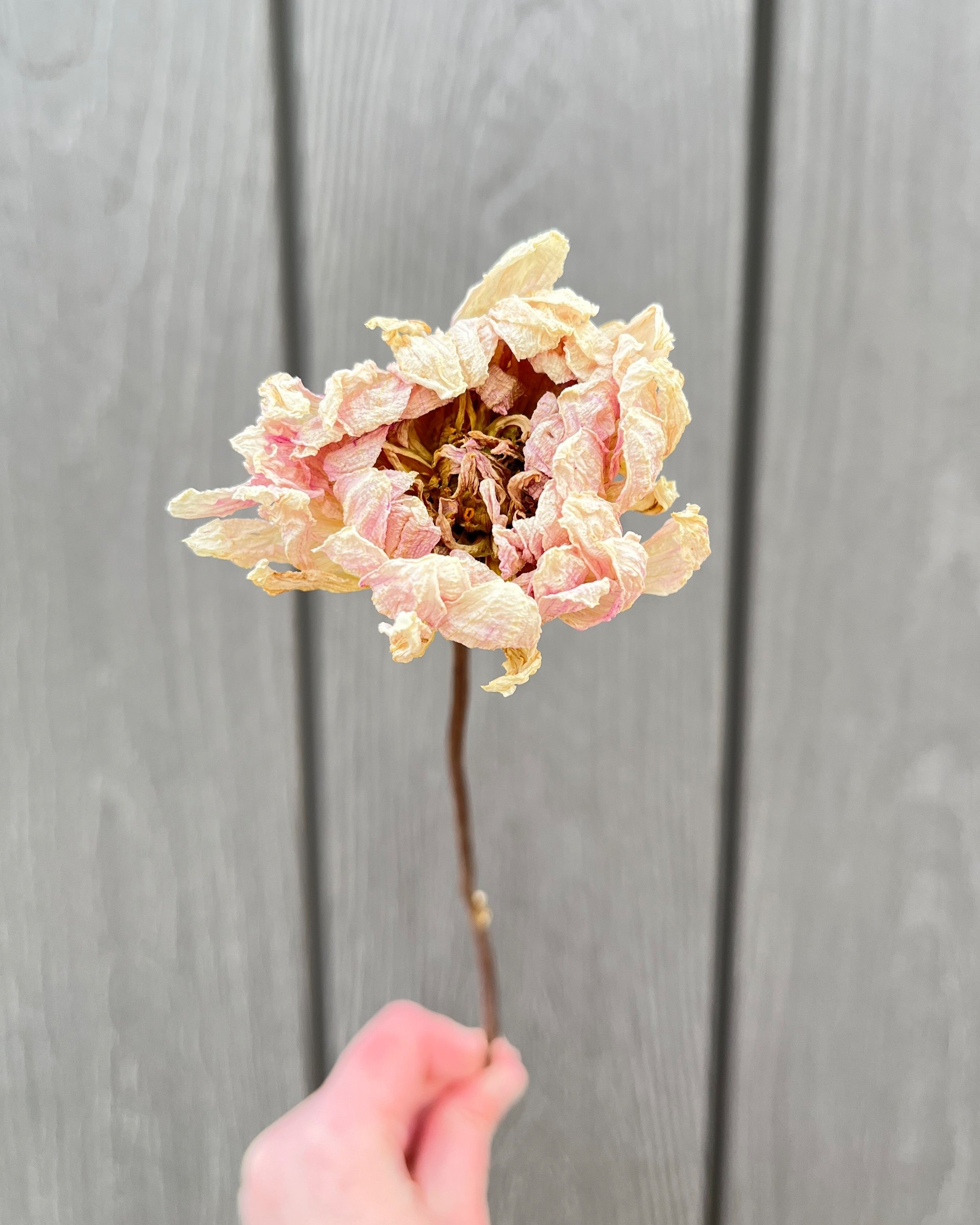 Cream Pink Dried Dahlia Flower
