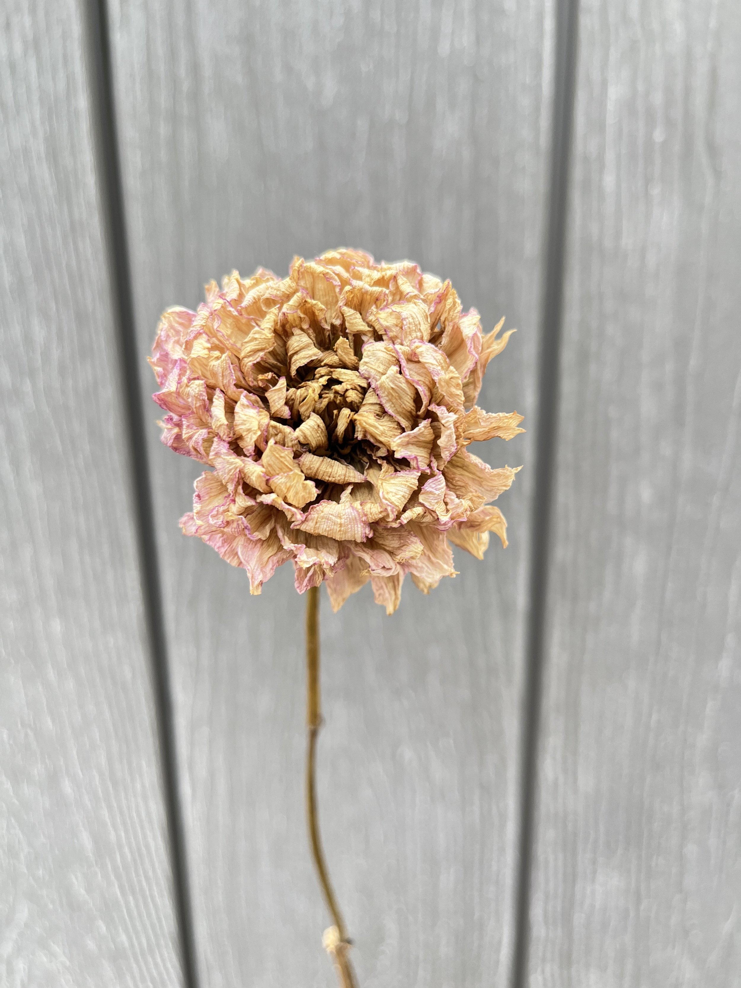 Cream Pink Dried Dahlia Flower