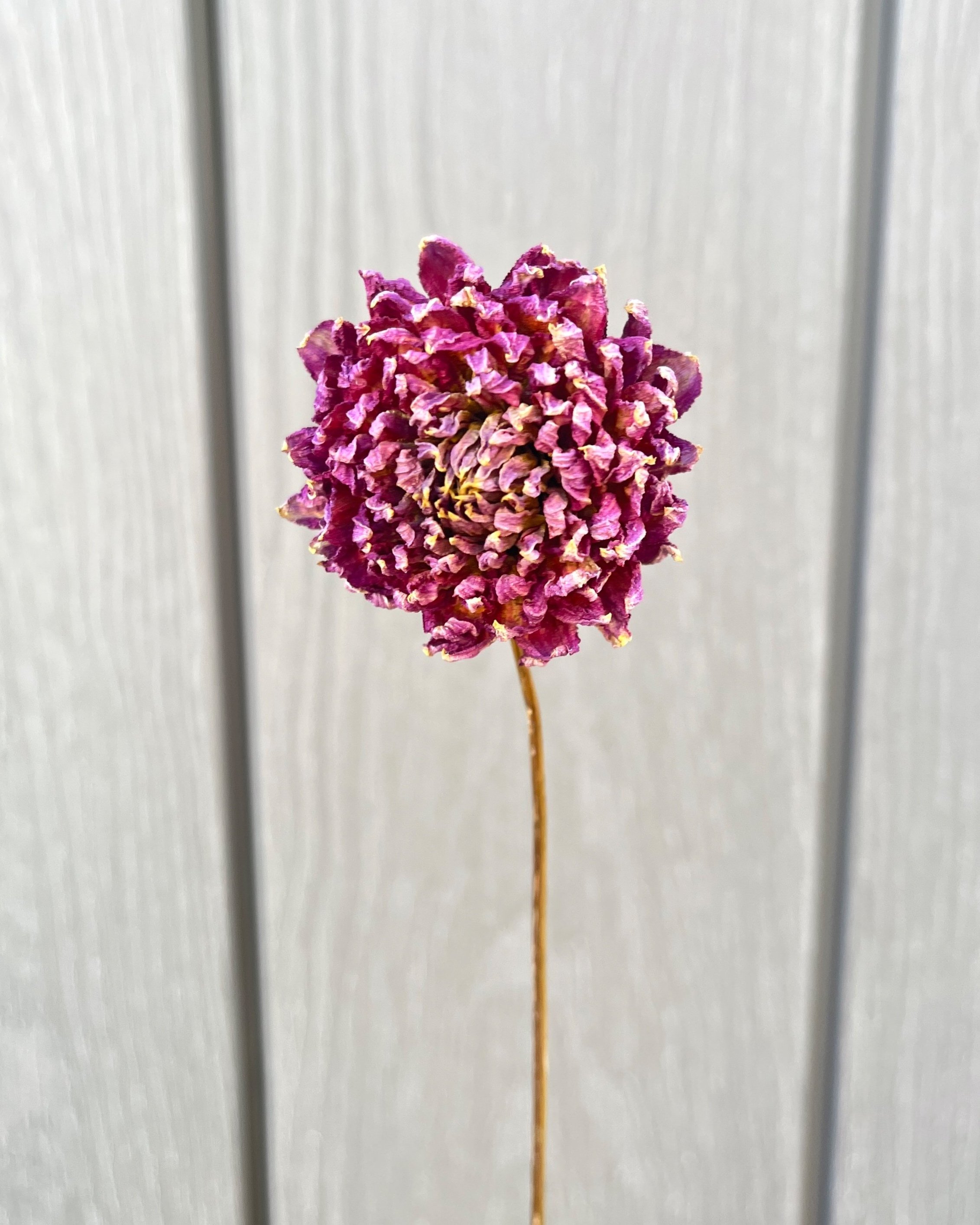 Purple Pink Dried Dahlia Flower