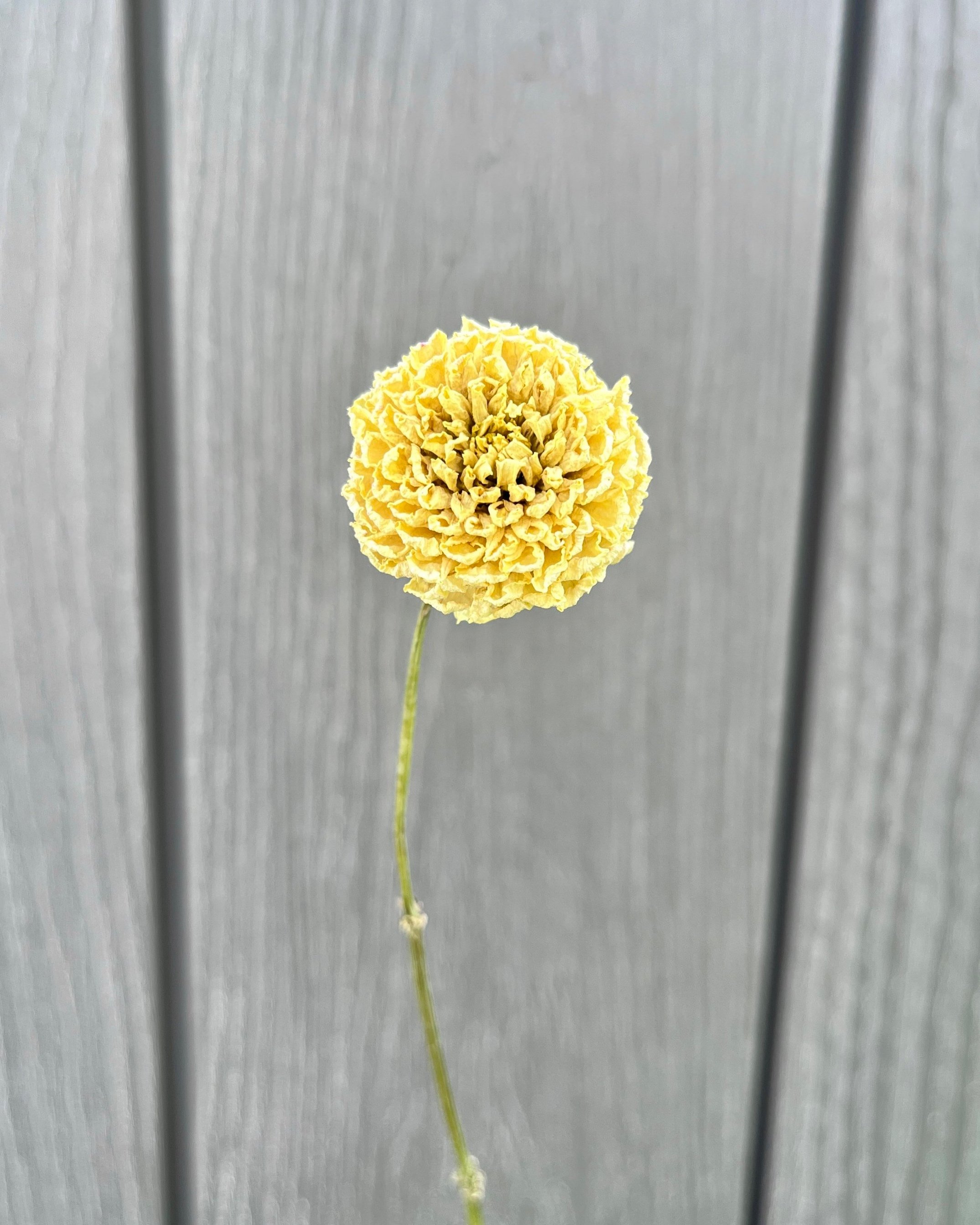 Soft Yellow, Cream Dried Dahlia Flower