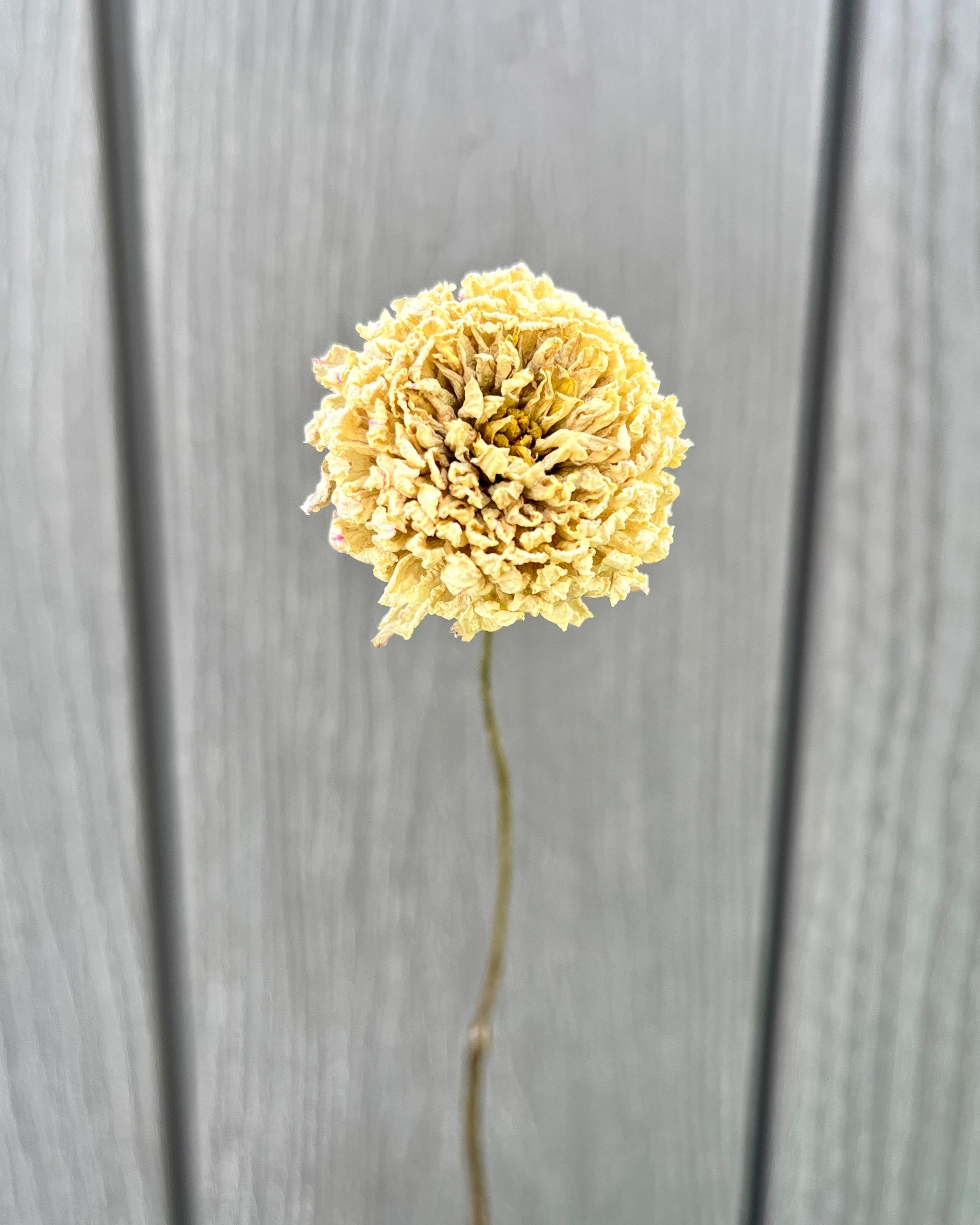 Soft Yellow, Cream Dried Dahlia Flower