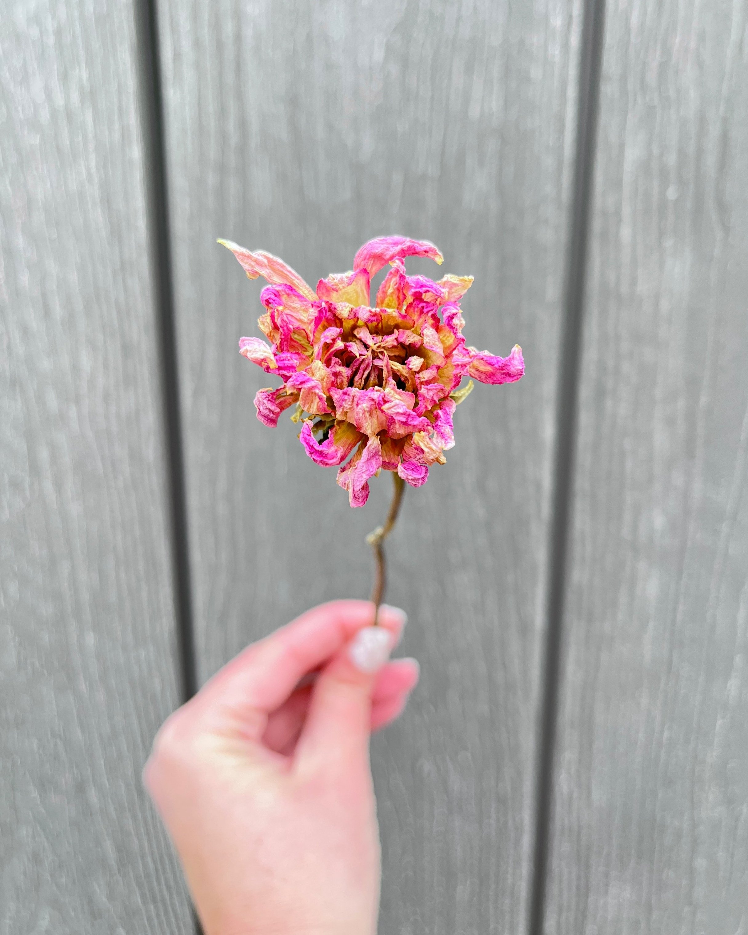 Pink Purple Dried Dahlia Flower