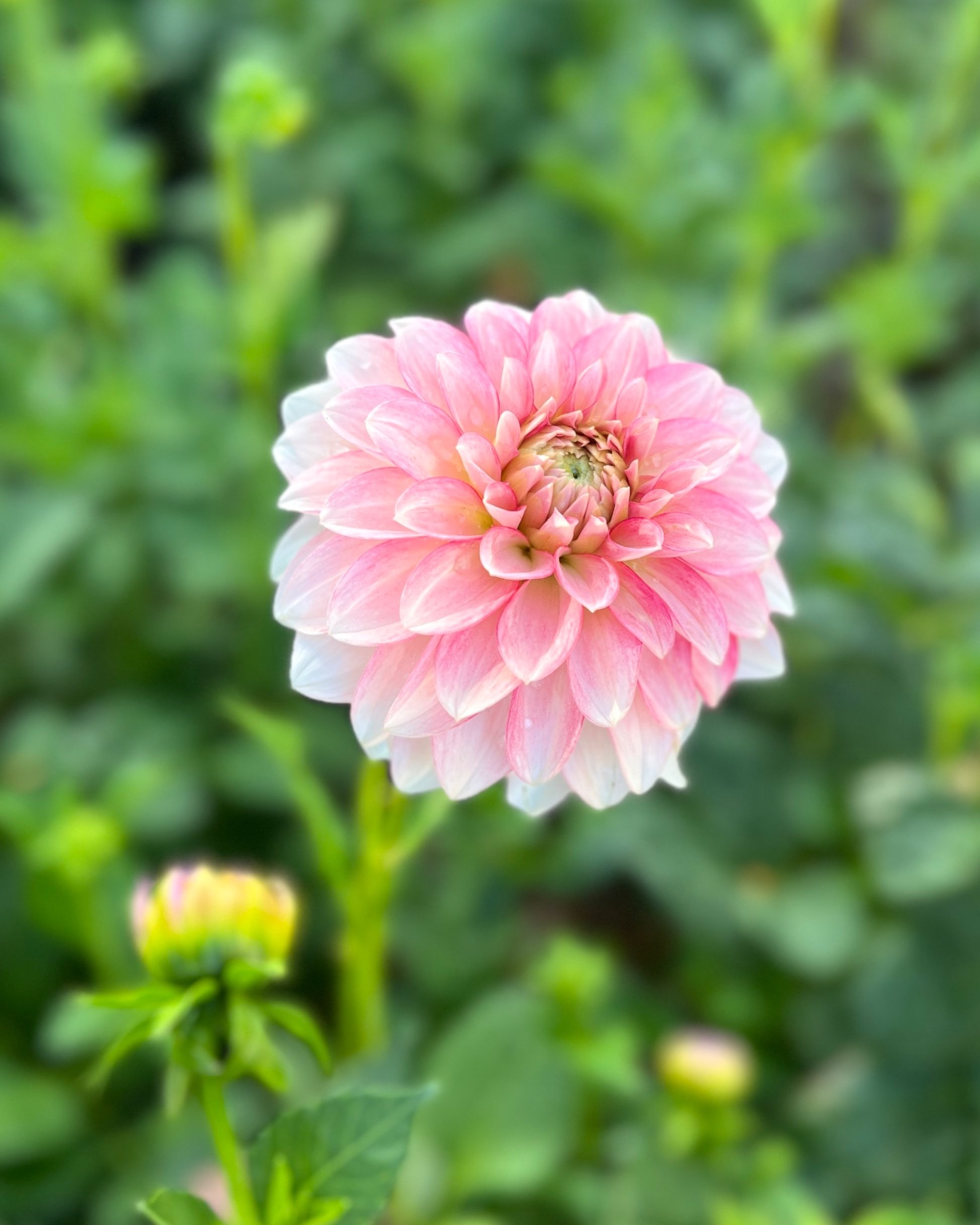 KA's Mocha Jo™: Pink and White Dahlia Flower