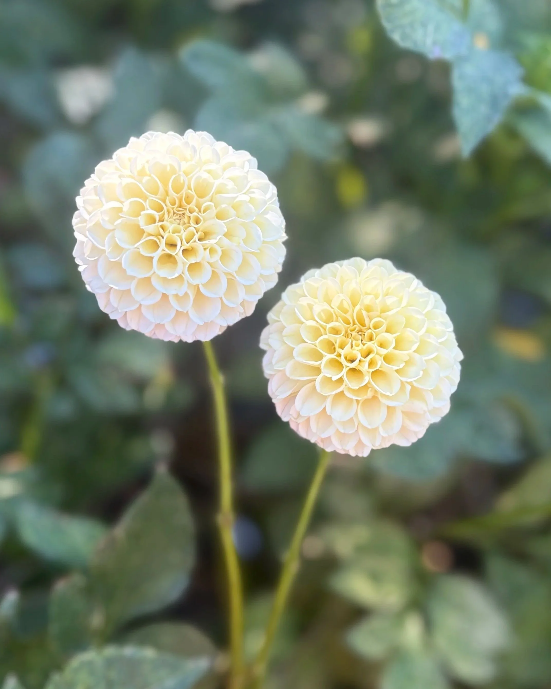 Creamy Dahlia: a soft buttercream yellow mini ball dahlia flower