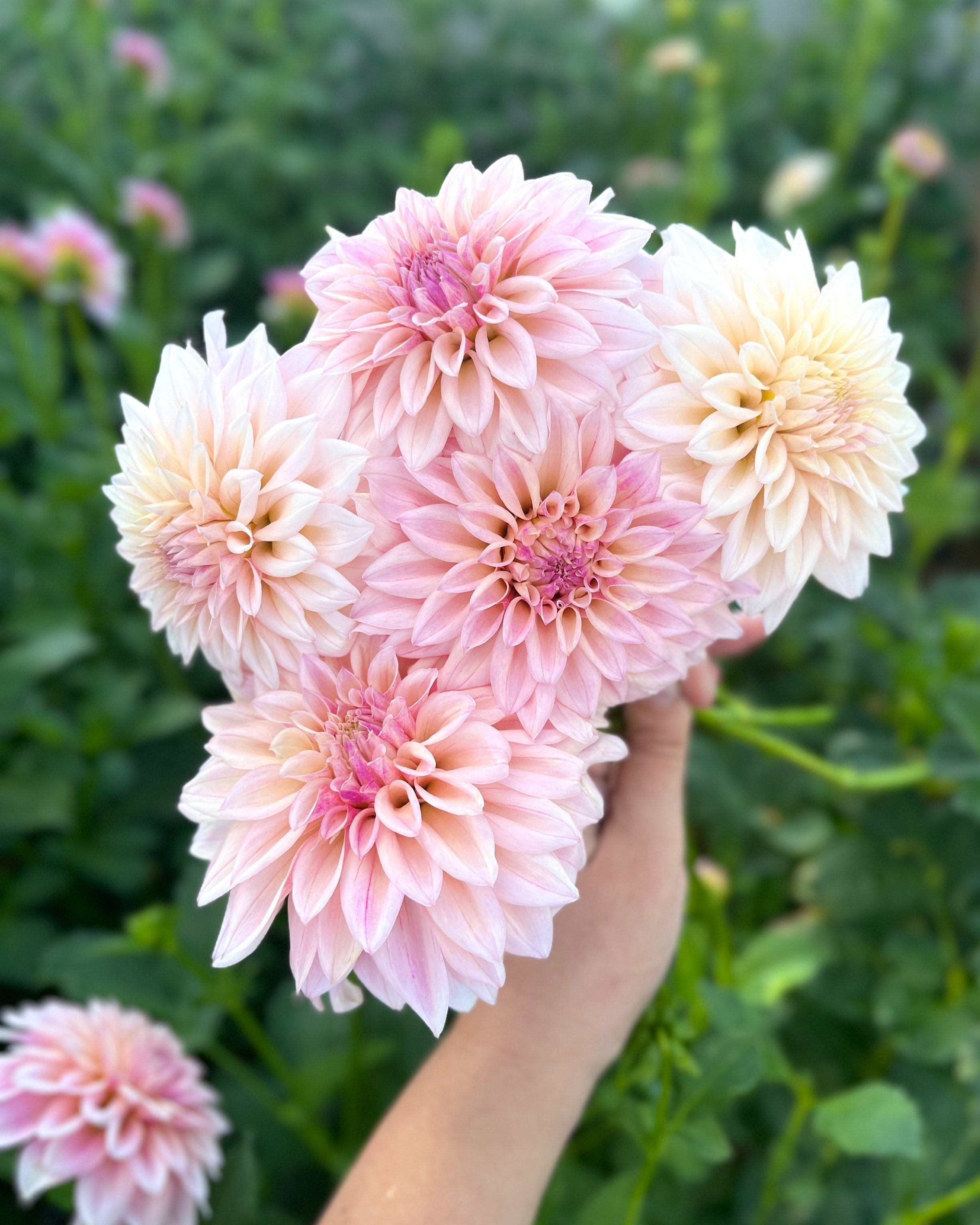 KA's Mocha Jake: Pink Blush Cream Dahlia Flower