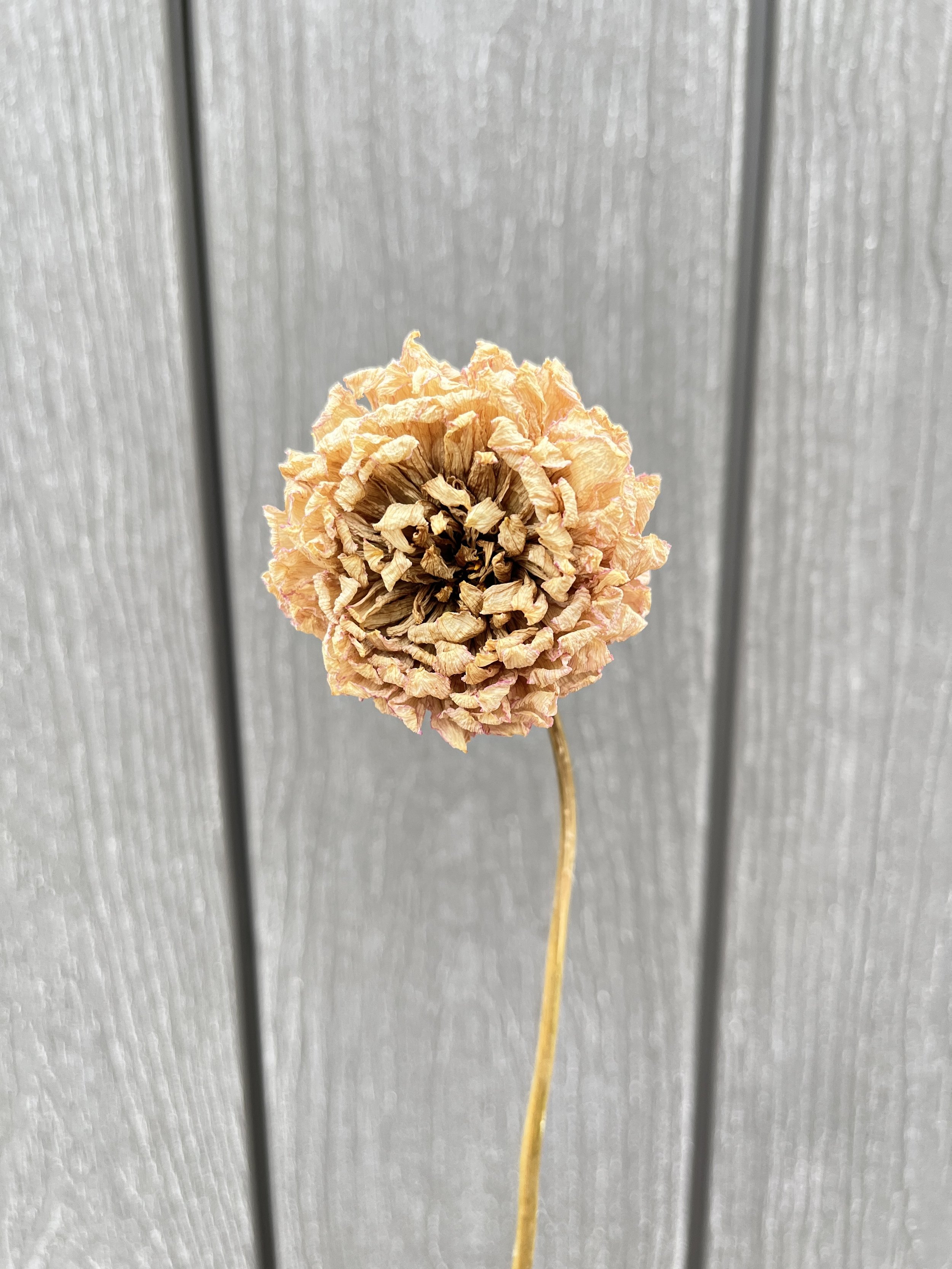 Cream Pink Dried Dahlia Flower