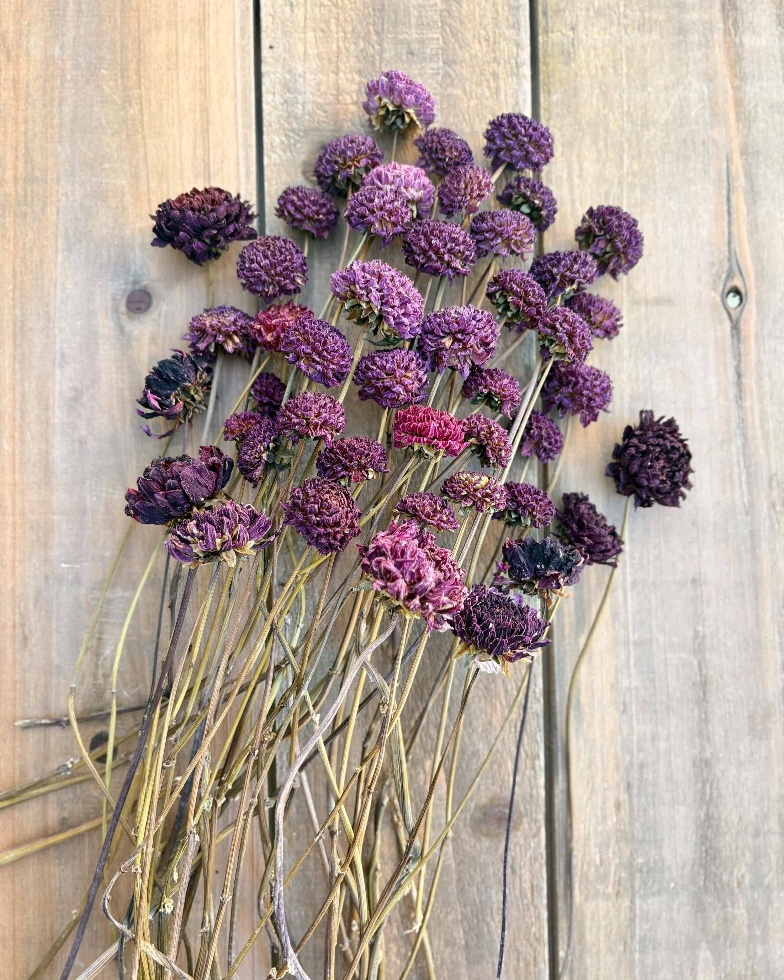 Burgundy, Deep Purple, Dark Red Dried Dahlia Flowers