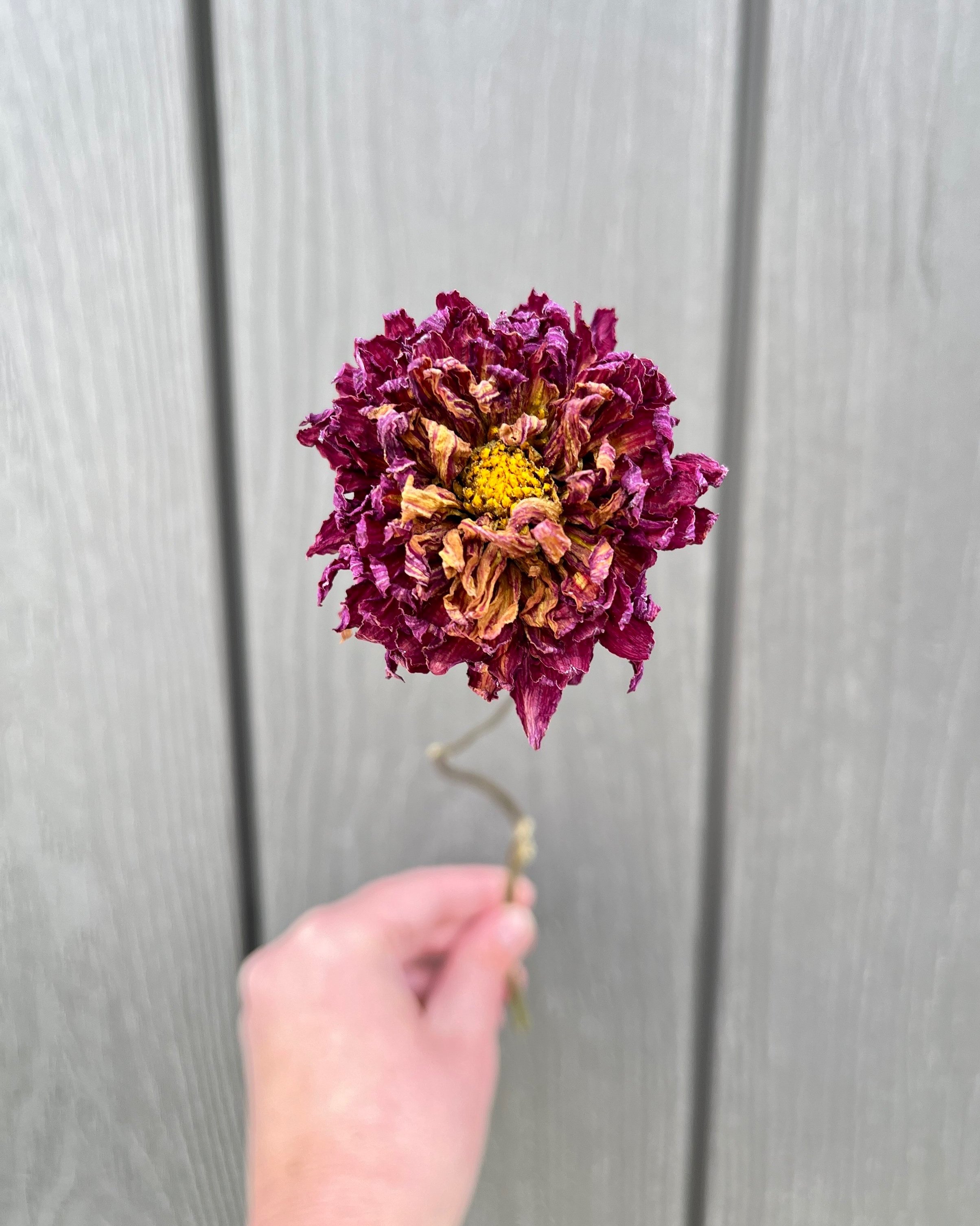 Violet Purple Dried Dahlia Flower