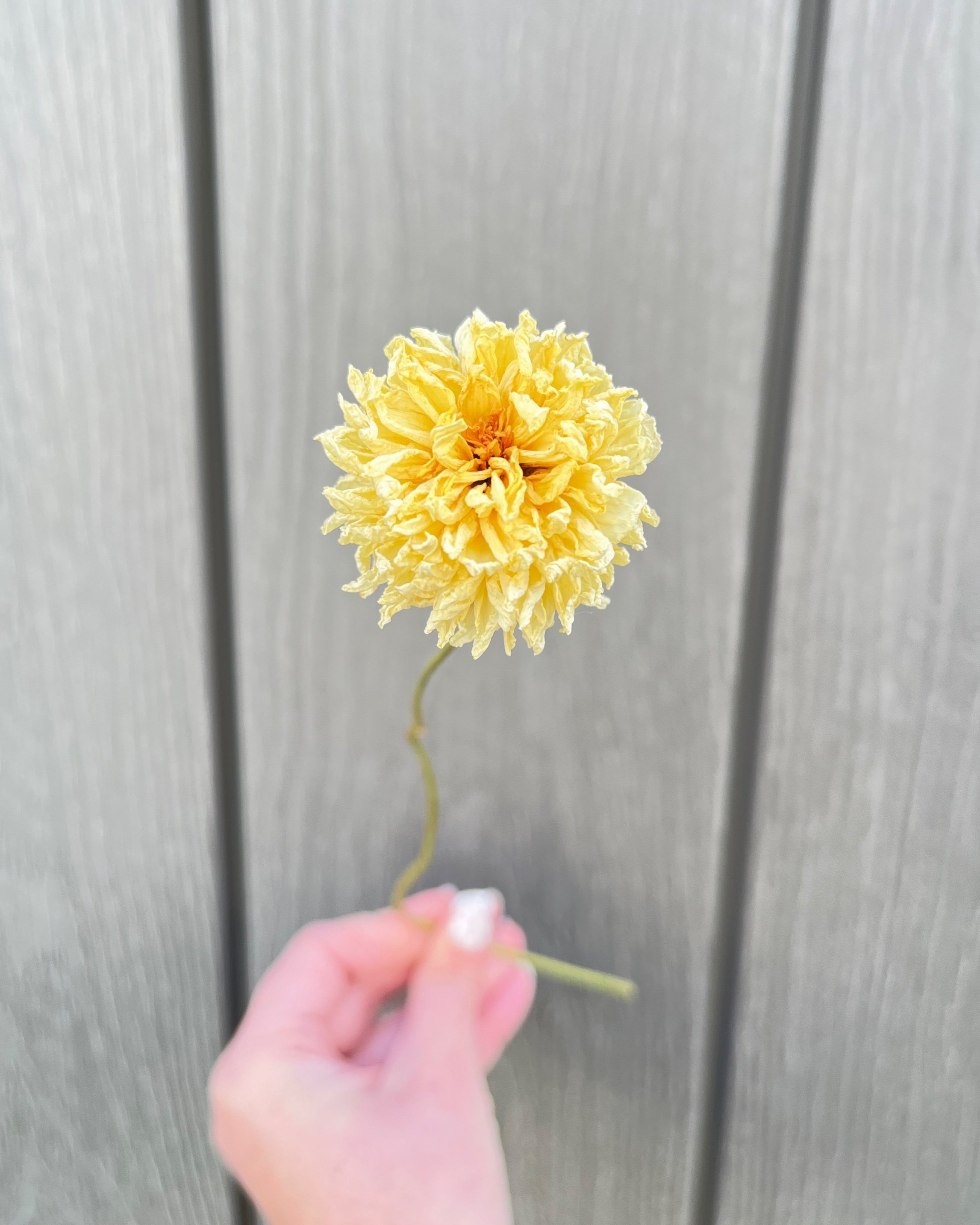 Cream Dried Dahlia Flower