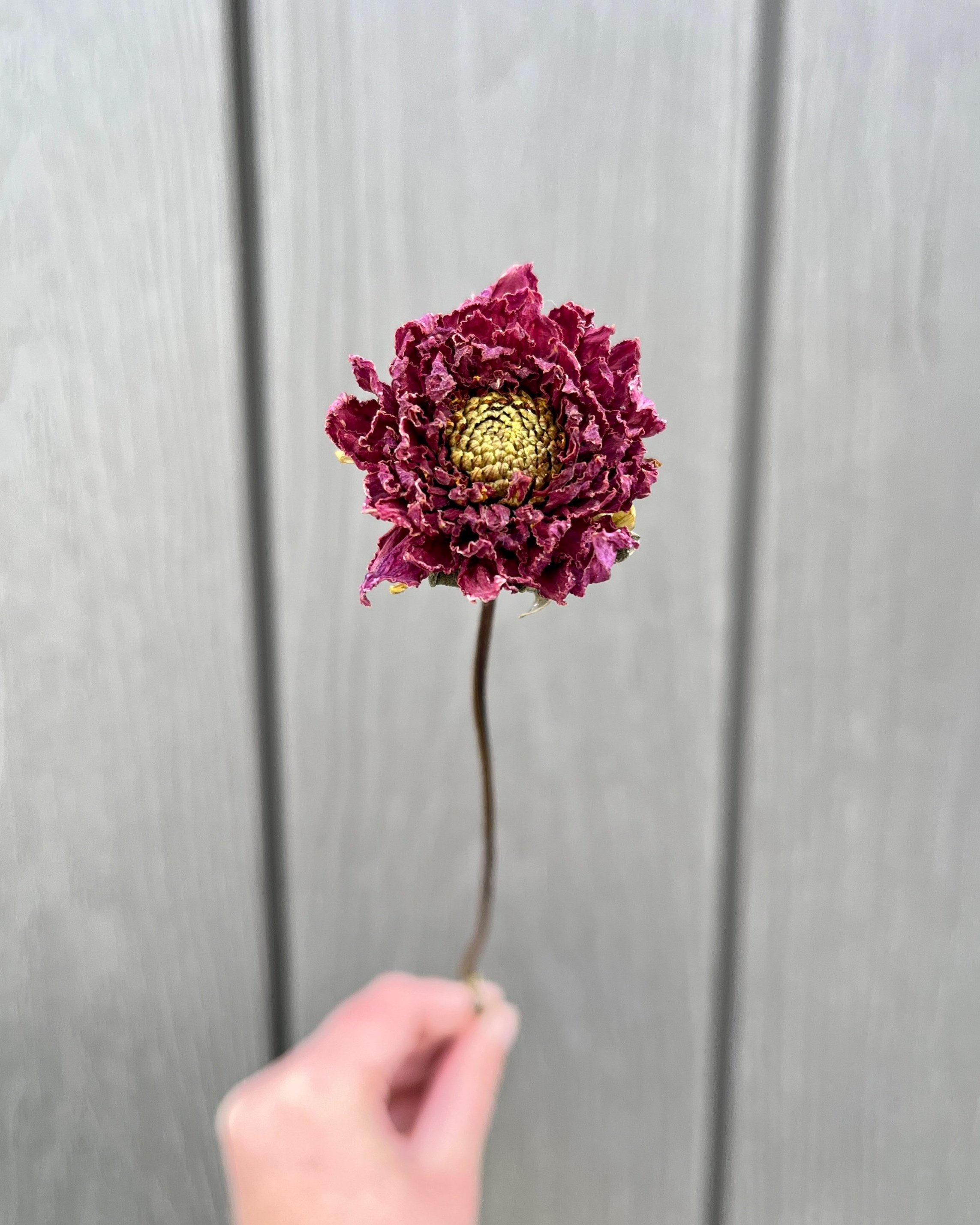 Purple Dried Dahlia Flower