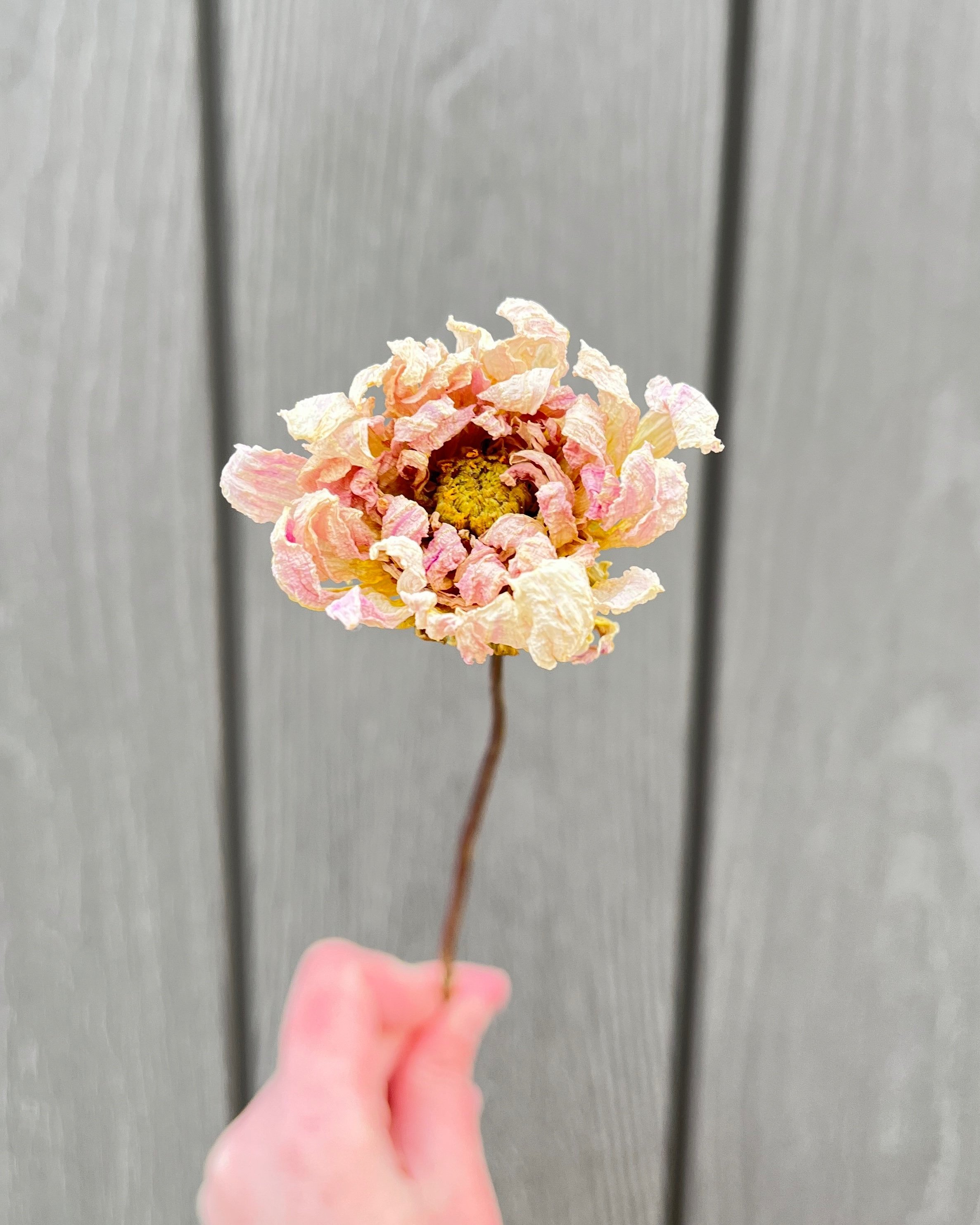 Cream Pink Dried Dahlia Flower