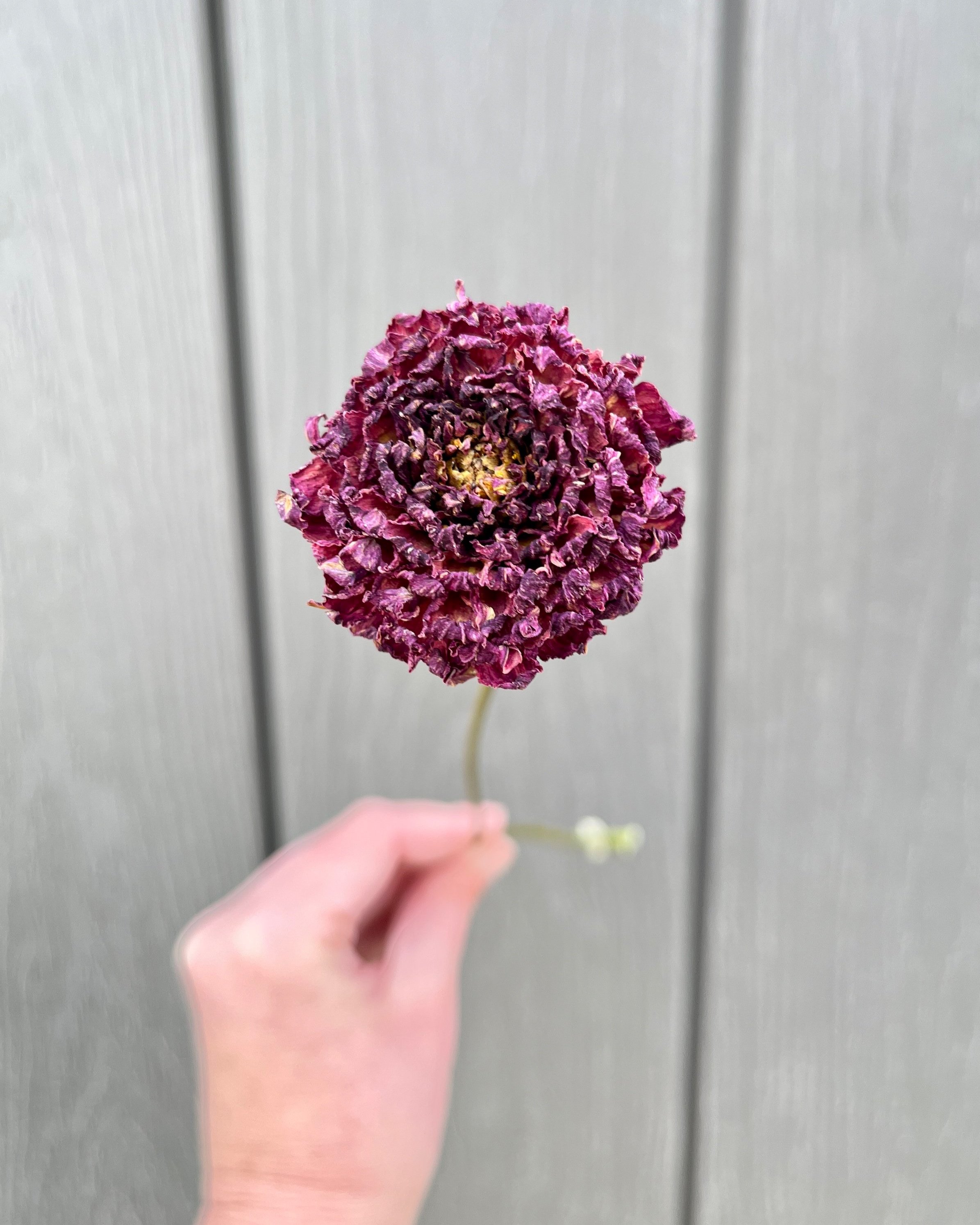Violet Purple Dried Dahlia Flower