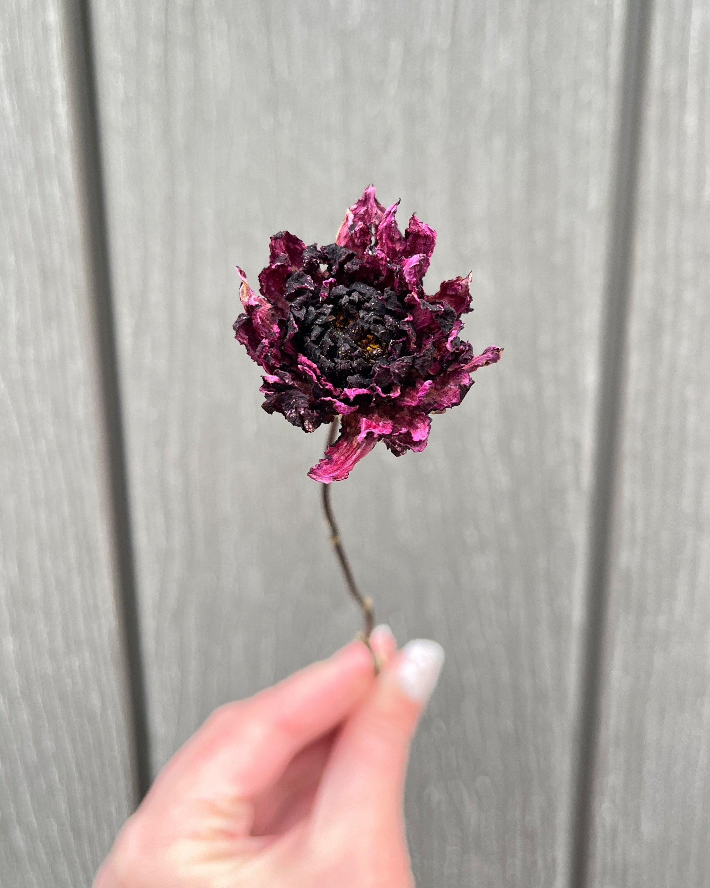 Burgundy, Deep Purple Dried Dahlia Flower