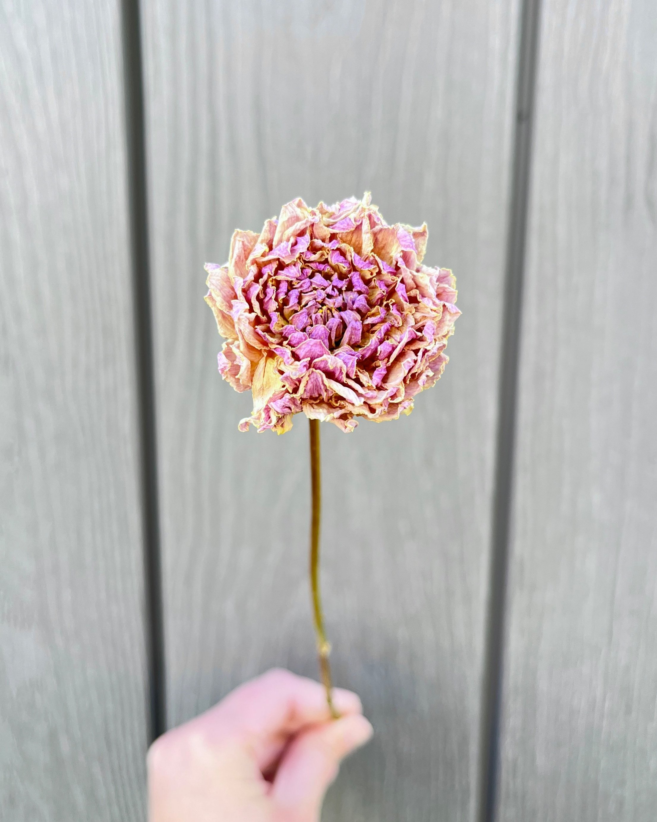 Lavender Purple Pink Dried Dahlia Flower