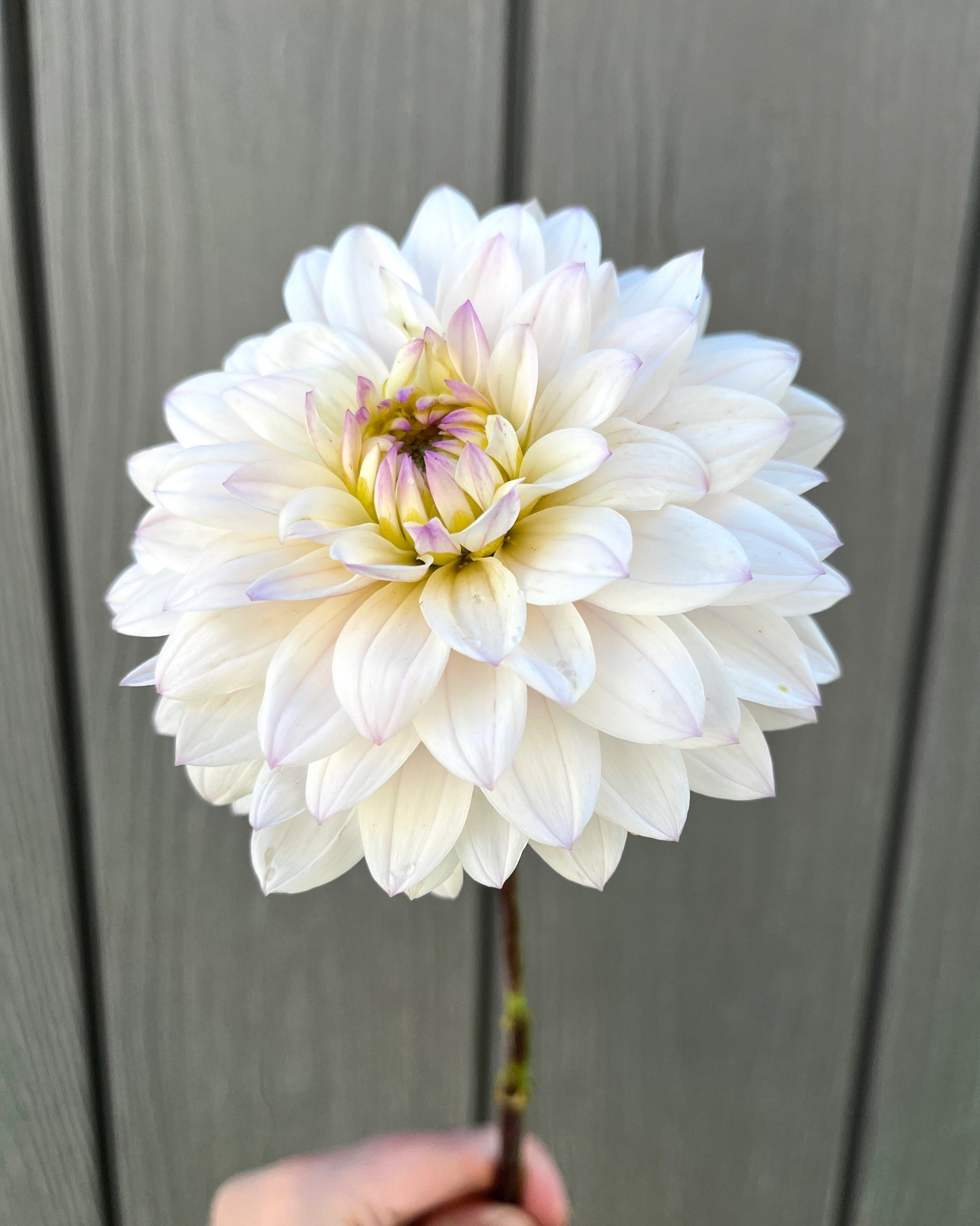 Silver Years Dahlia: White Blush Waterlily Dahlia Flower