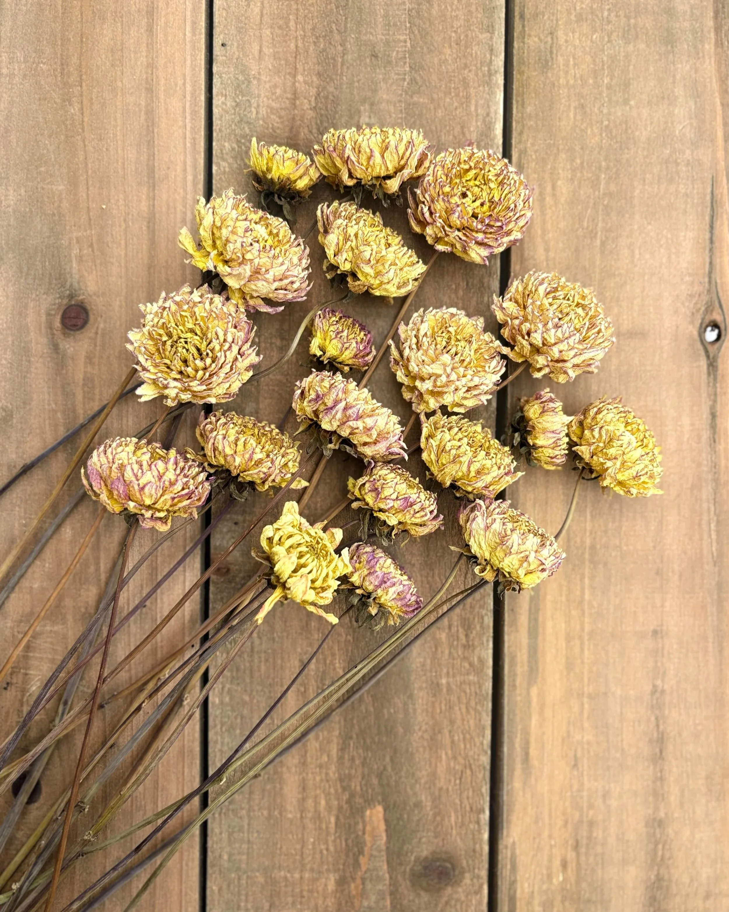 Yellow Dried Dahlia Flowers