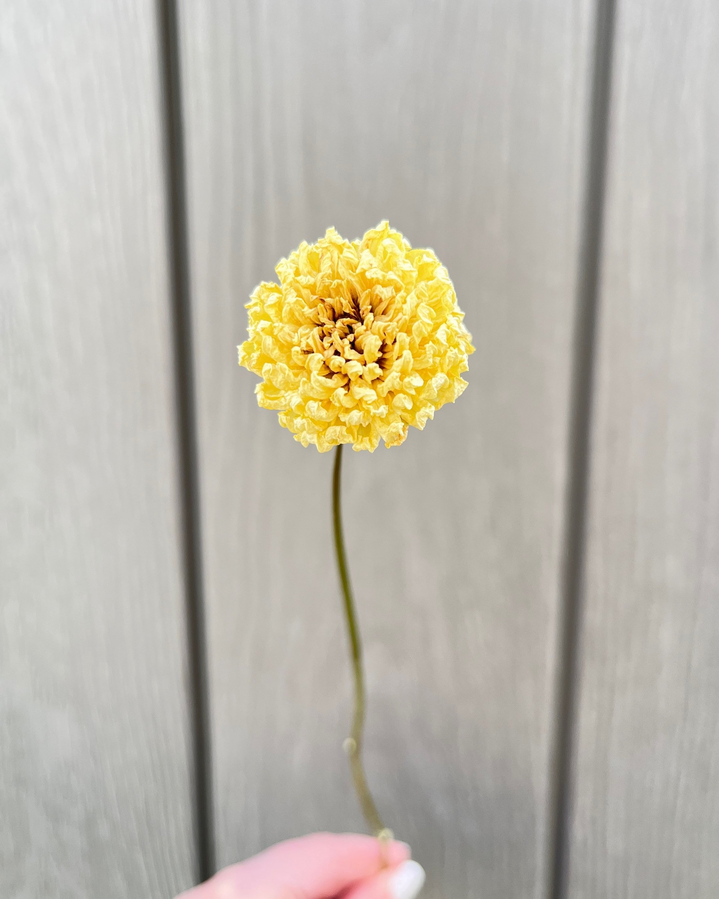 Cream Dried Dahlia Flower
