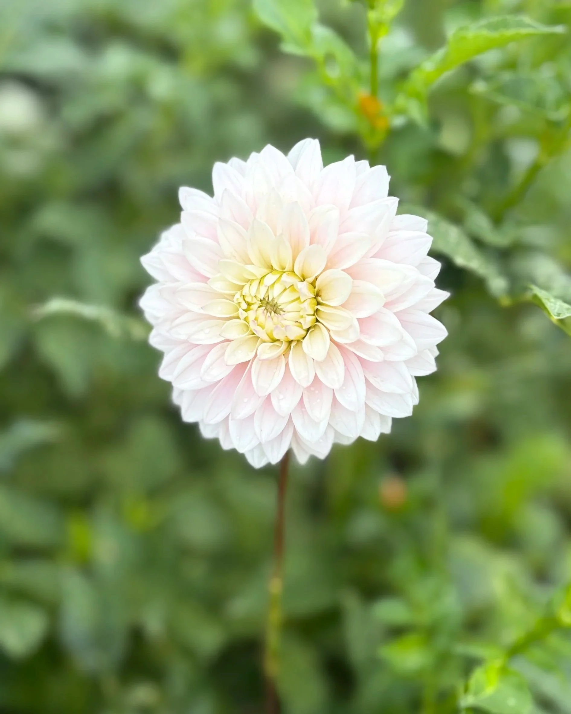 Silver Years Dahlia: White Blush Waterlily Dahlia Flower