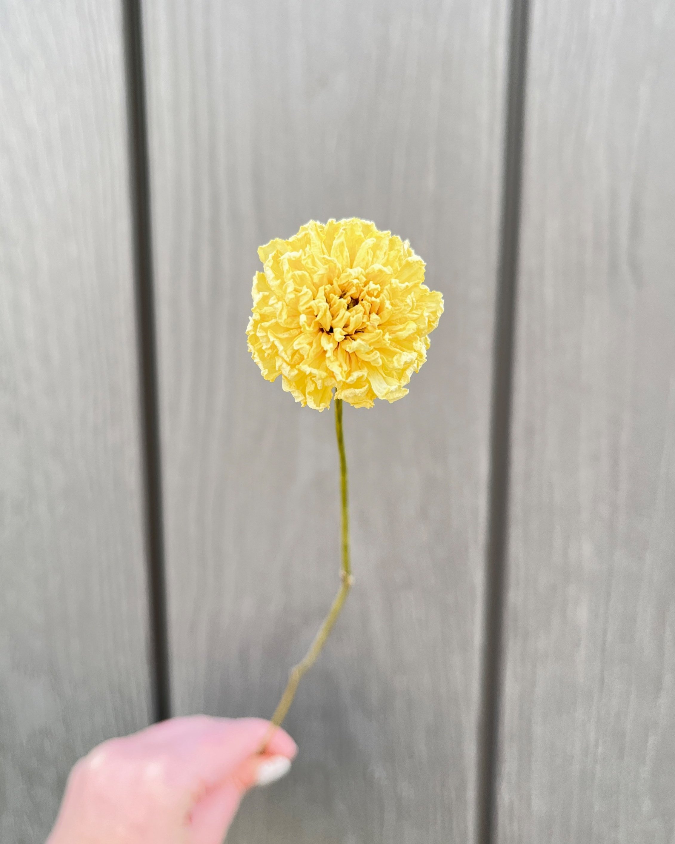 Cream Dried Dahlia Flower