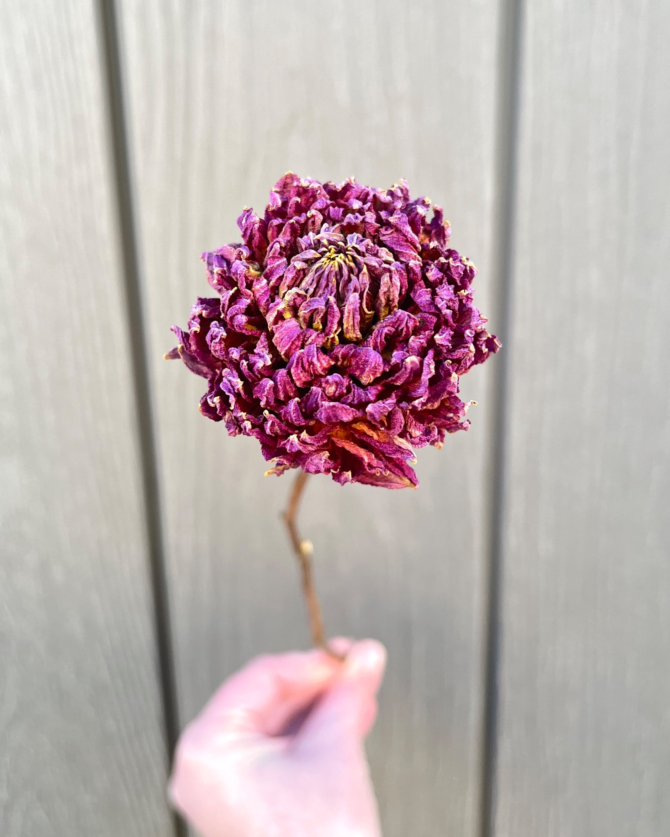 Purple Pink Dried Dahlia Flower