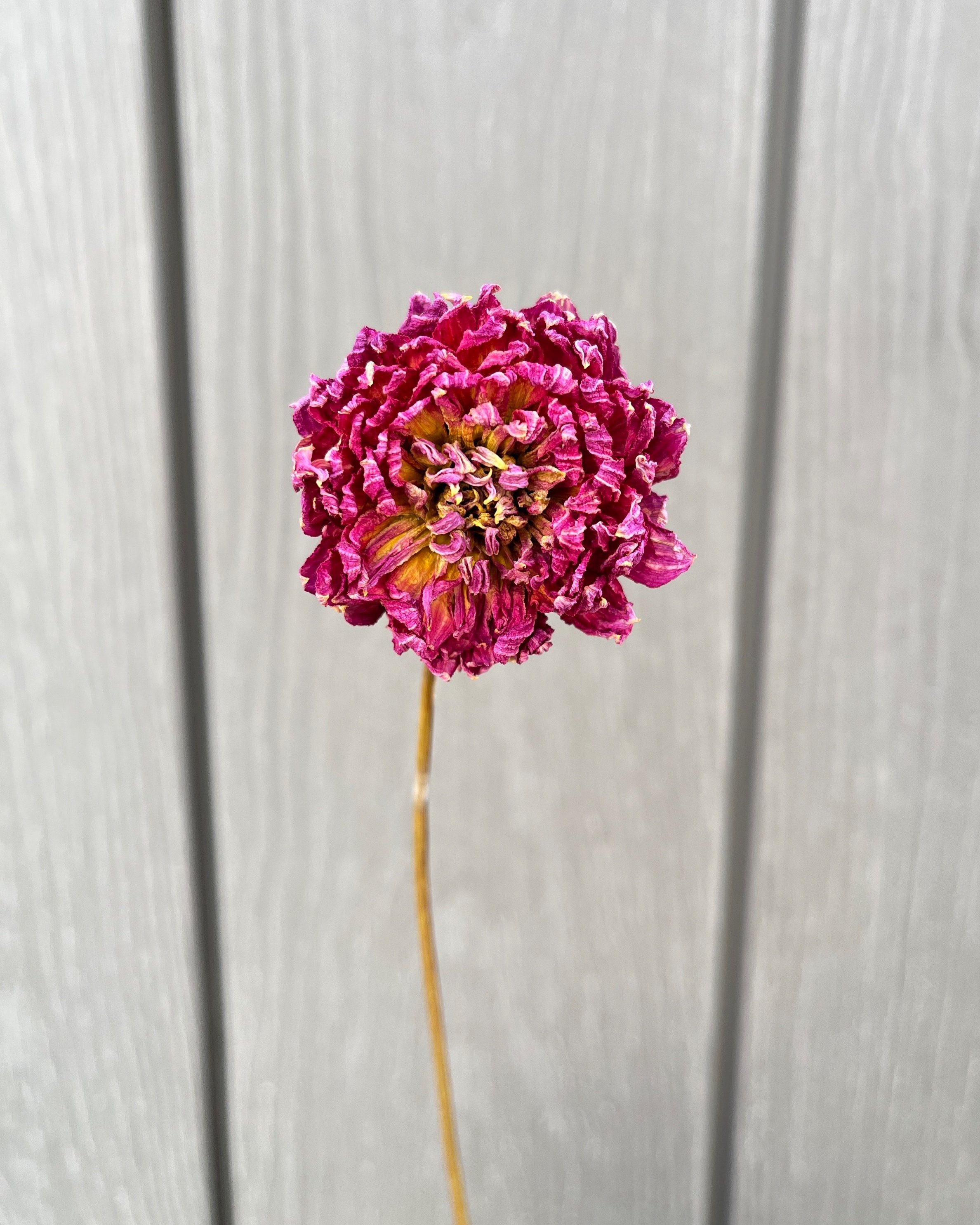 Fuchsia Pink Dried Dahlia Flower