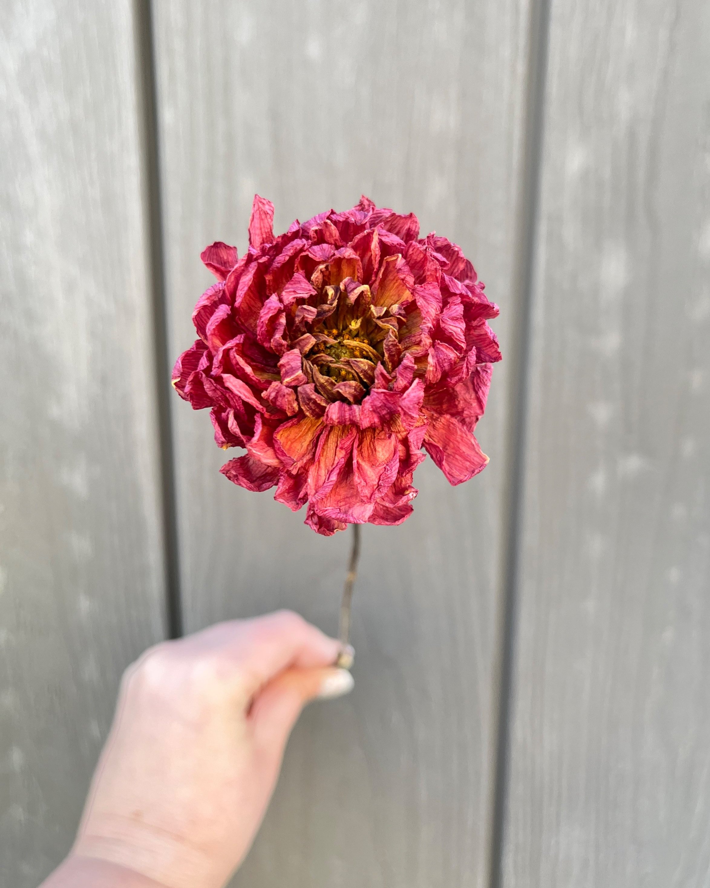 Red Rust Dried Dahlia Flower