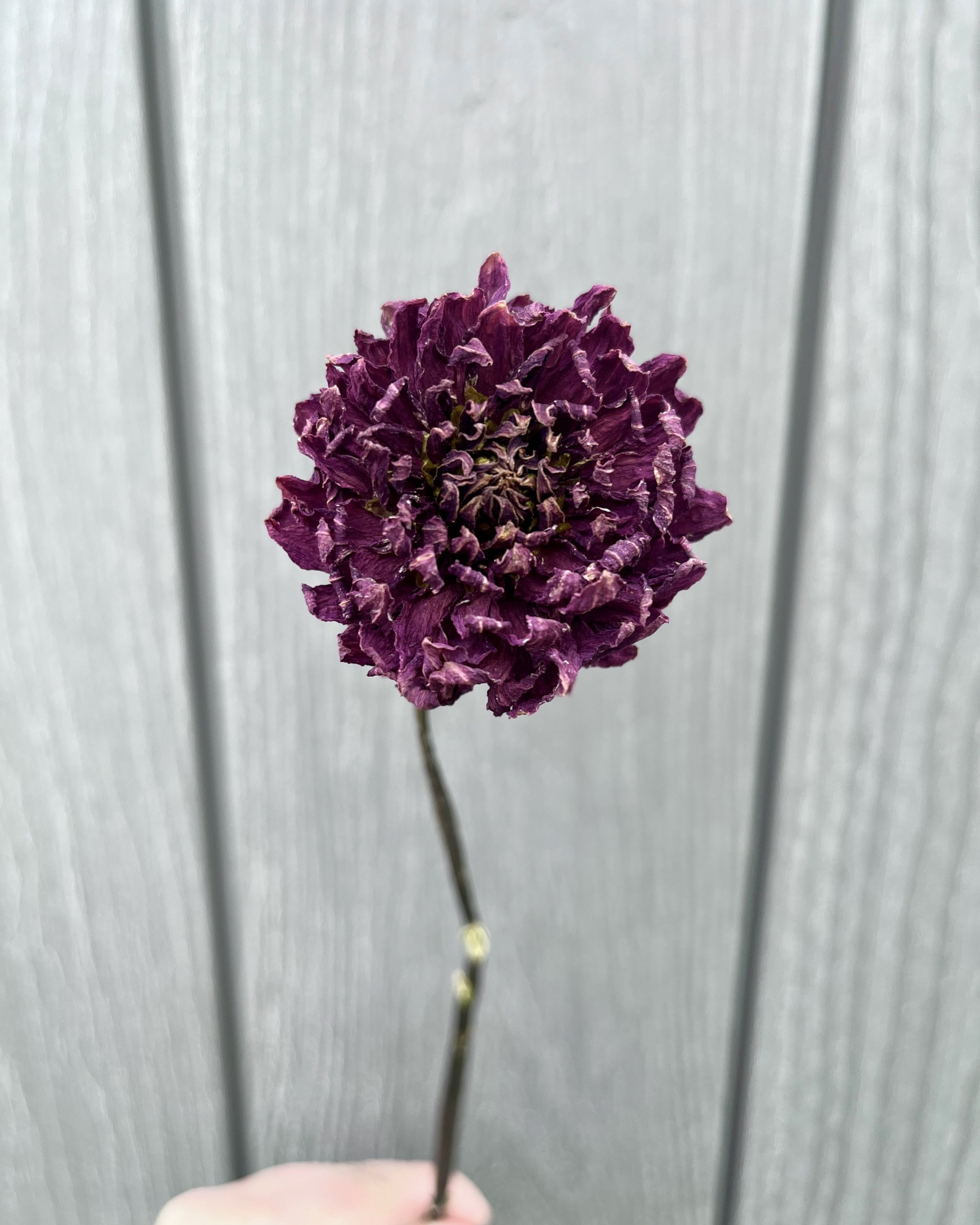 Deep Purple Dried Dahlia
