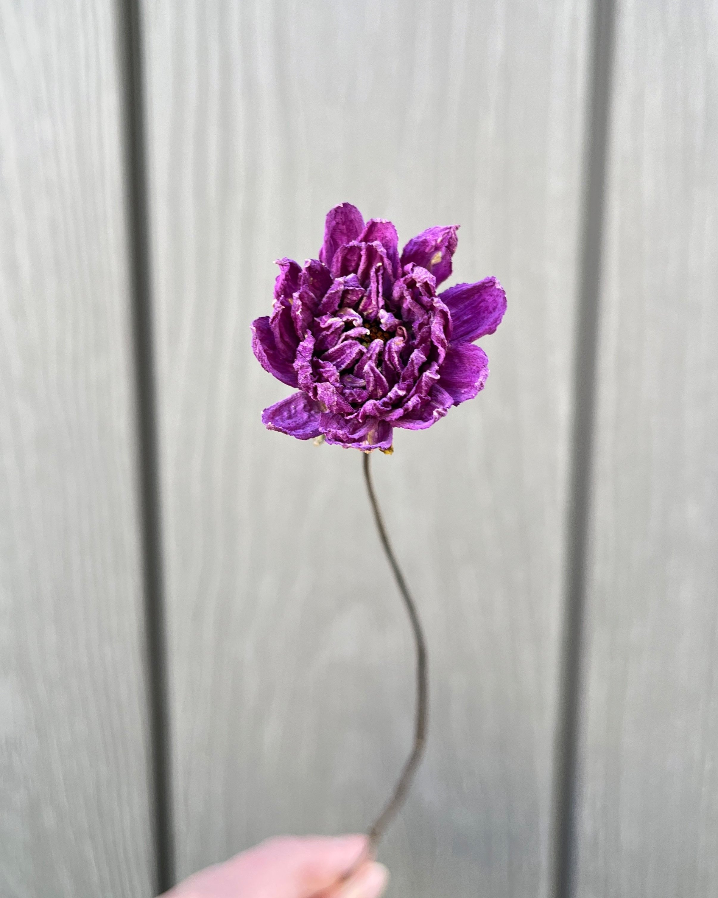 Violet Purple Dried Dahlia Flower