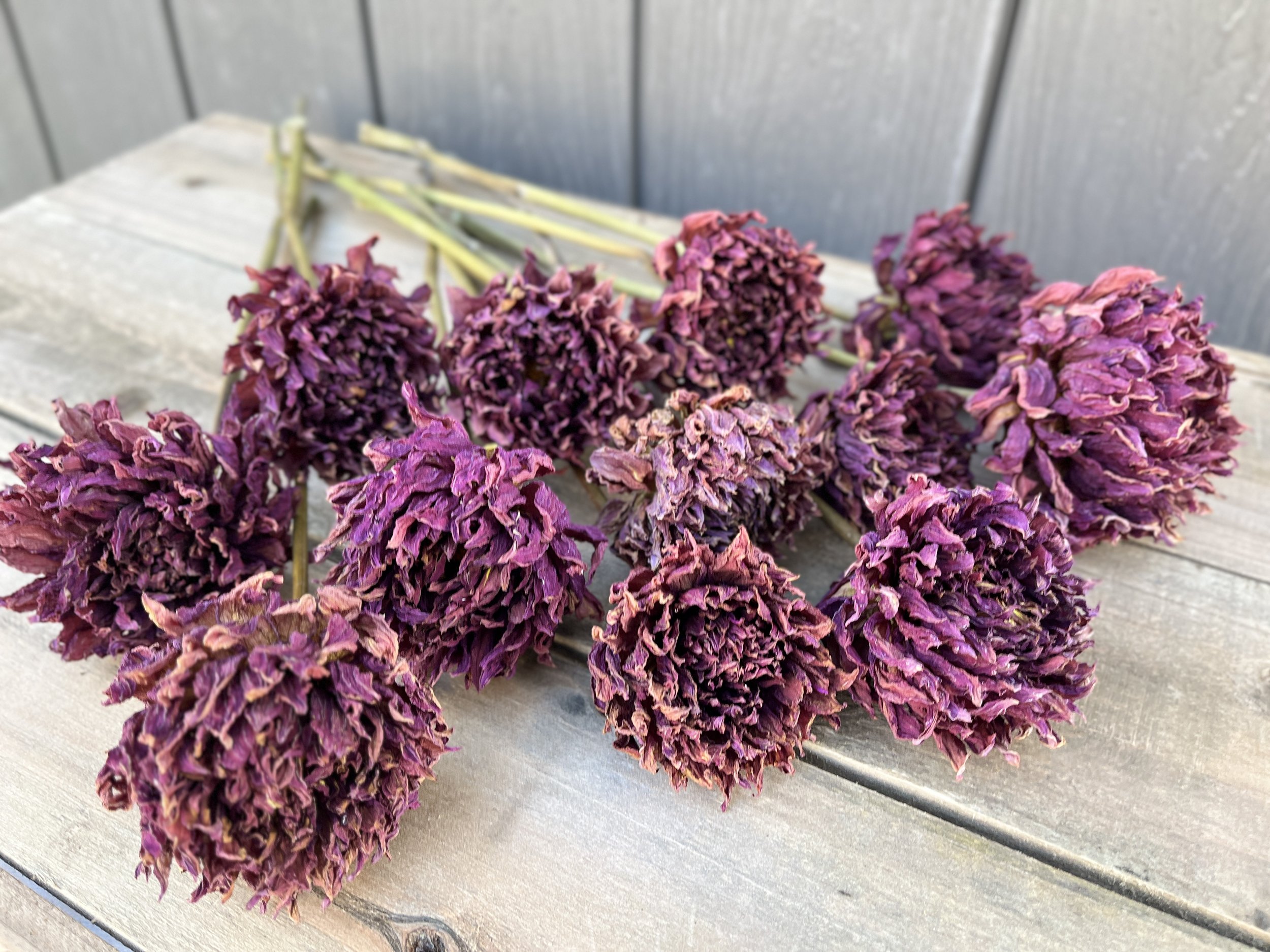 Dark Red Maroon Dried Dahlia Flowers