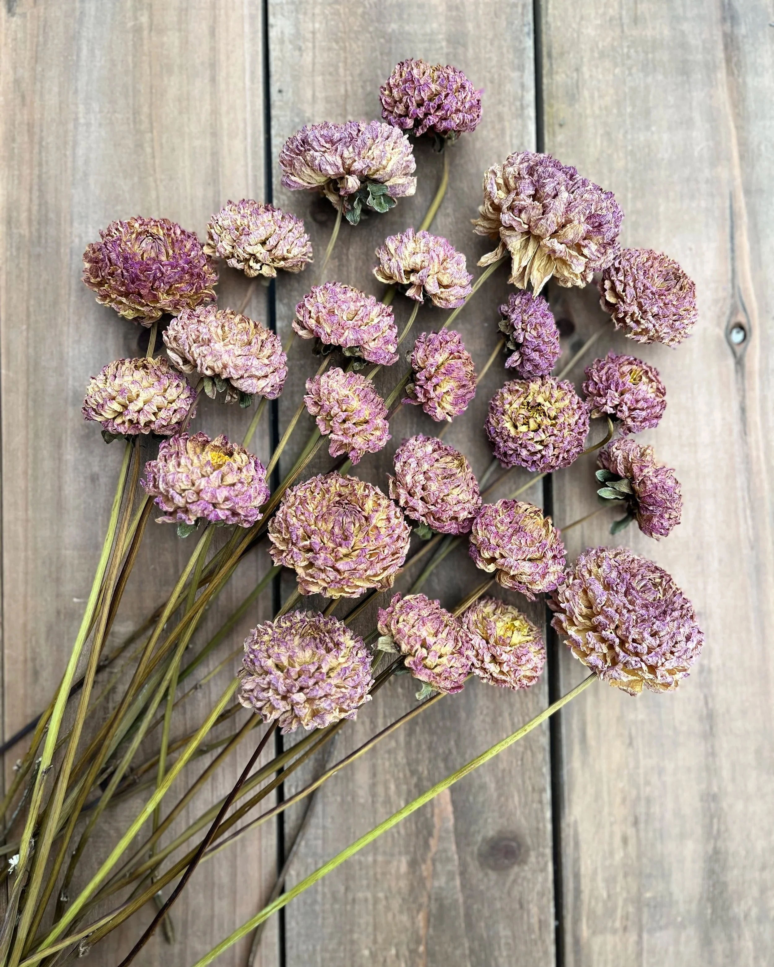 Mauve Dried Dahlia Flowers