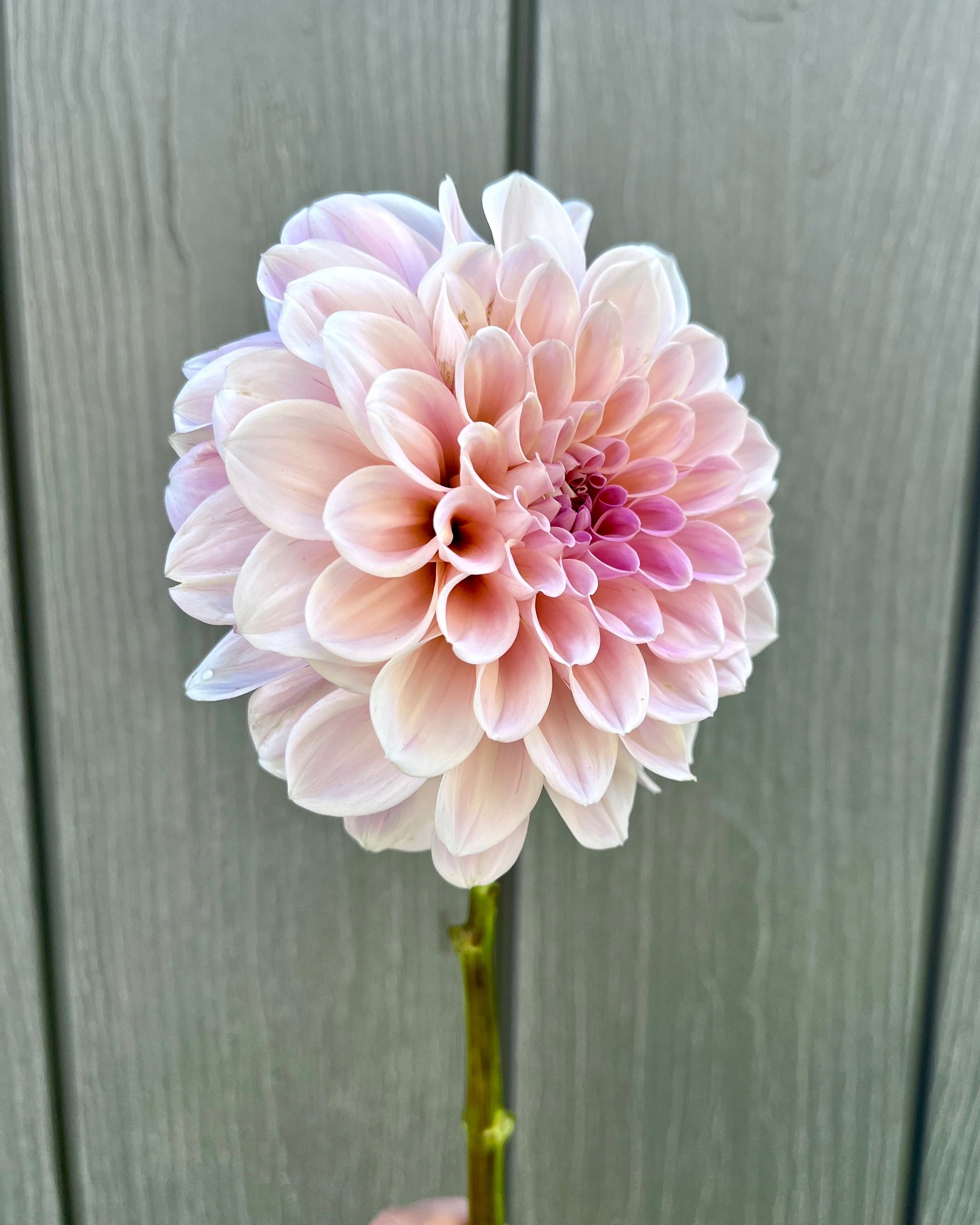 Sweet Nathalie Dahlia: a creamy blush formal decorative dahlia flower