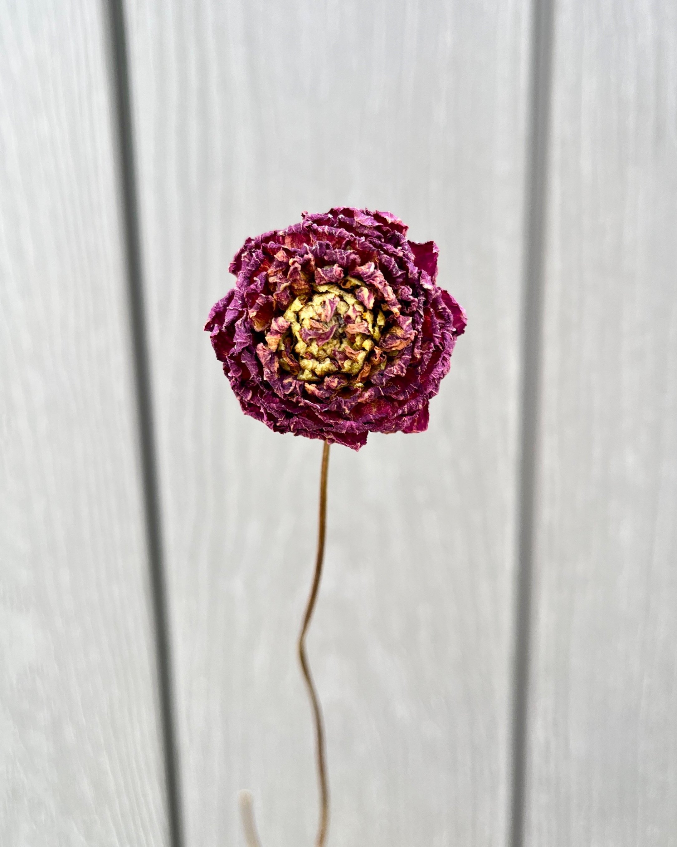Violet Purple Dried Dahlia Flower
